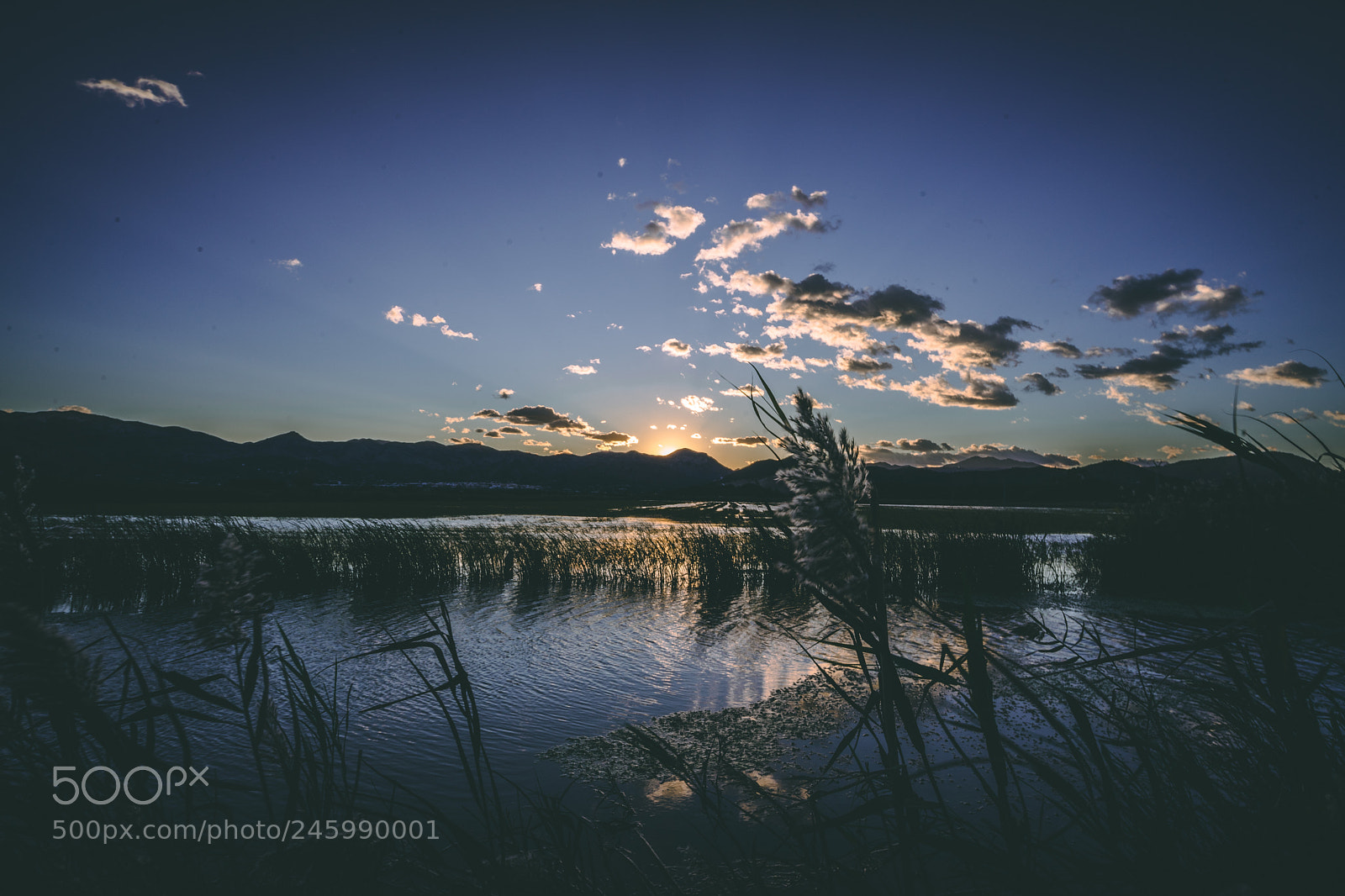 Sony a7 II sample photo. Rice plains photography