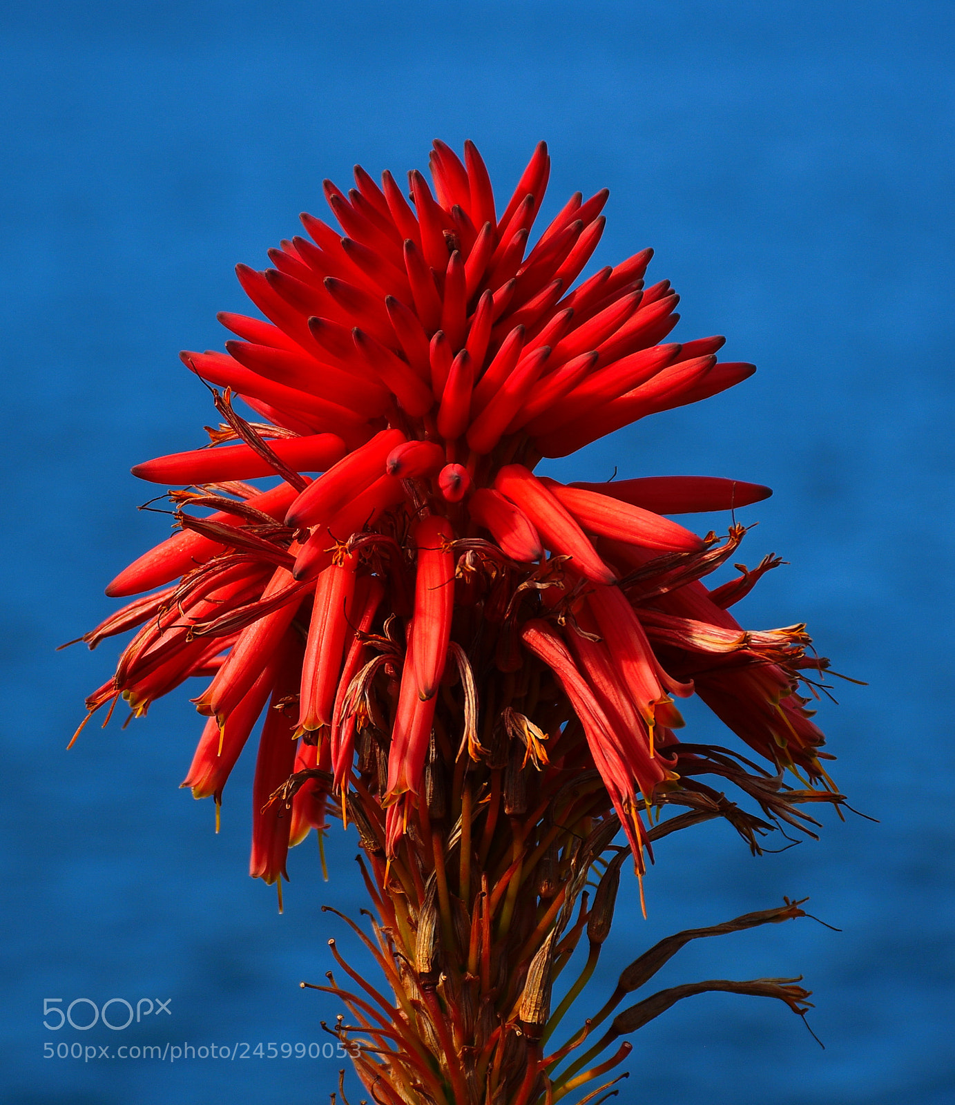 Nikon D7200 sample photo. A red beach flower photography