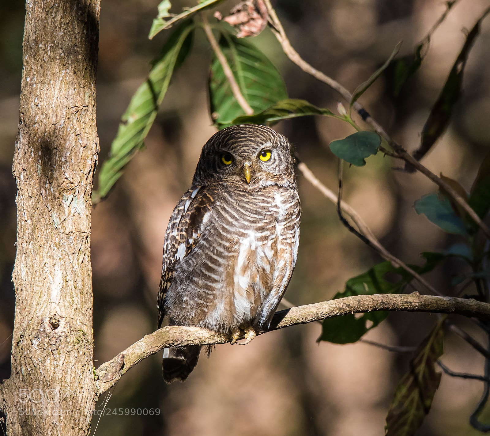 Canon EOS 7D Mark II sample photo. The owl photography