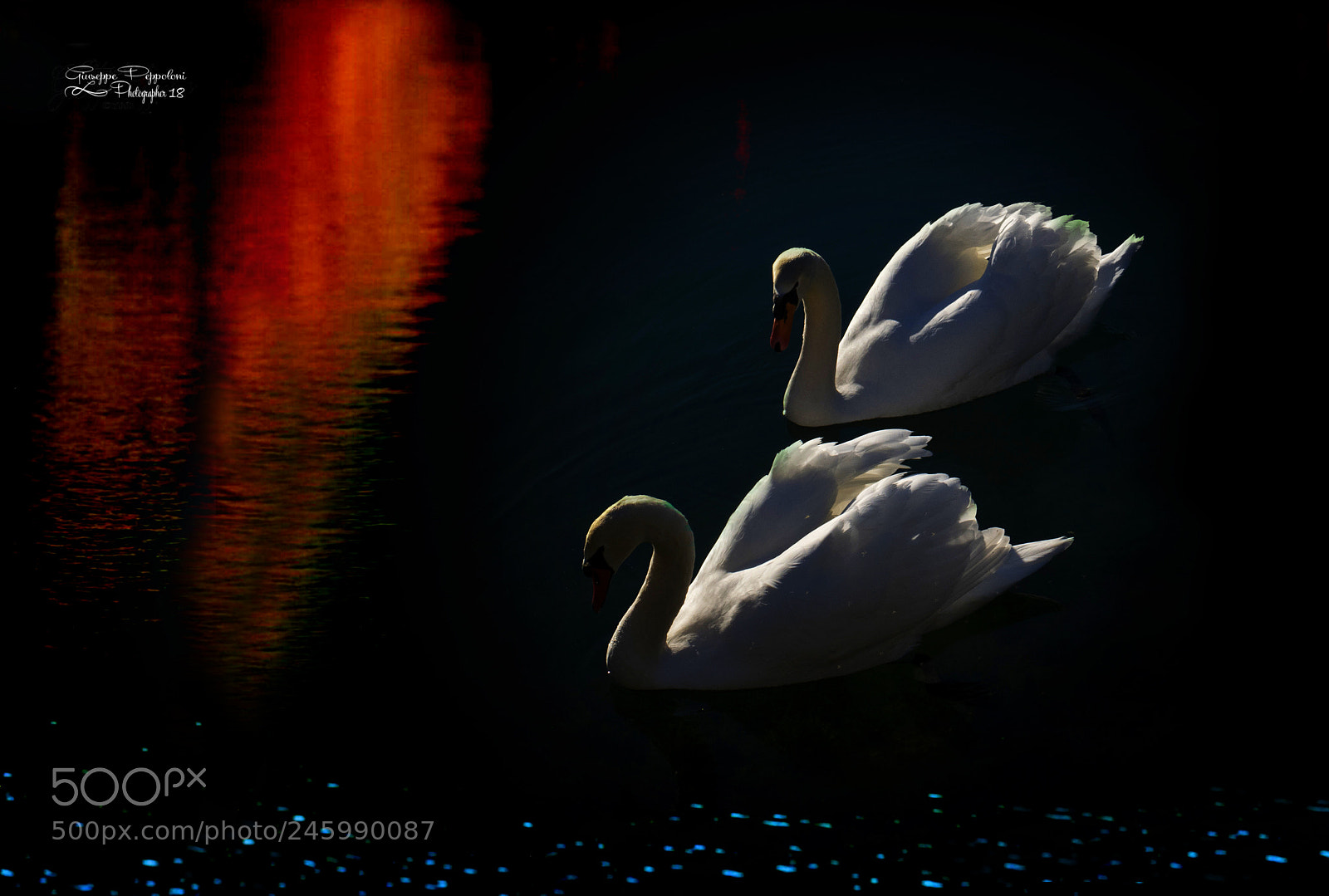 Canon PowerShot G3 X sample photo. Swan photography