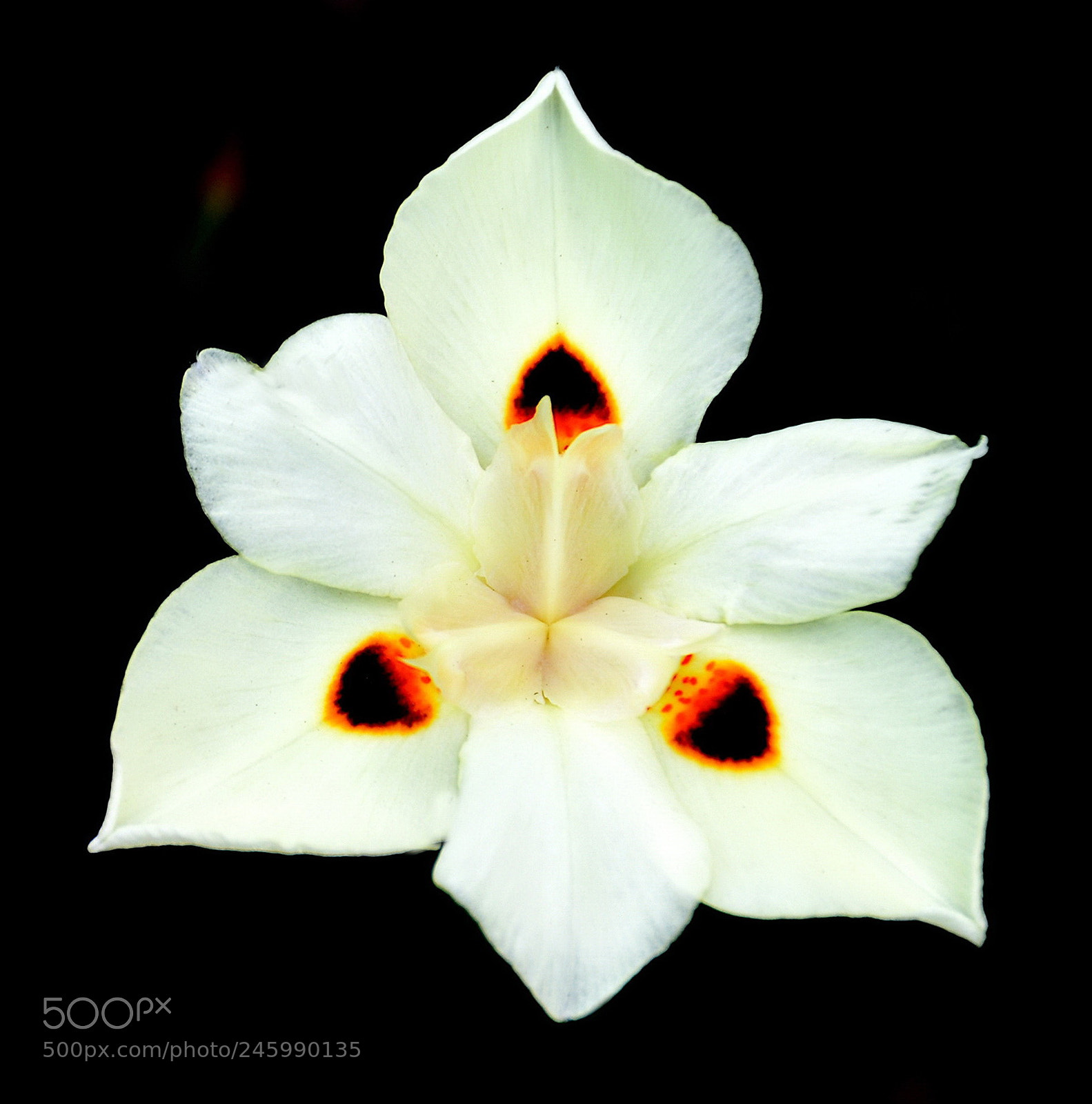 Nikon D7200 sample photo. A white spotted flower photography