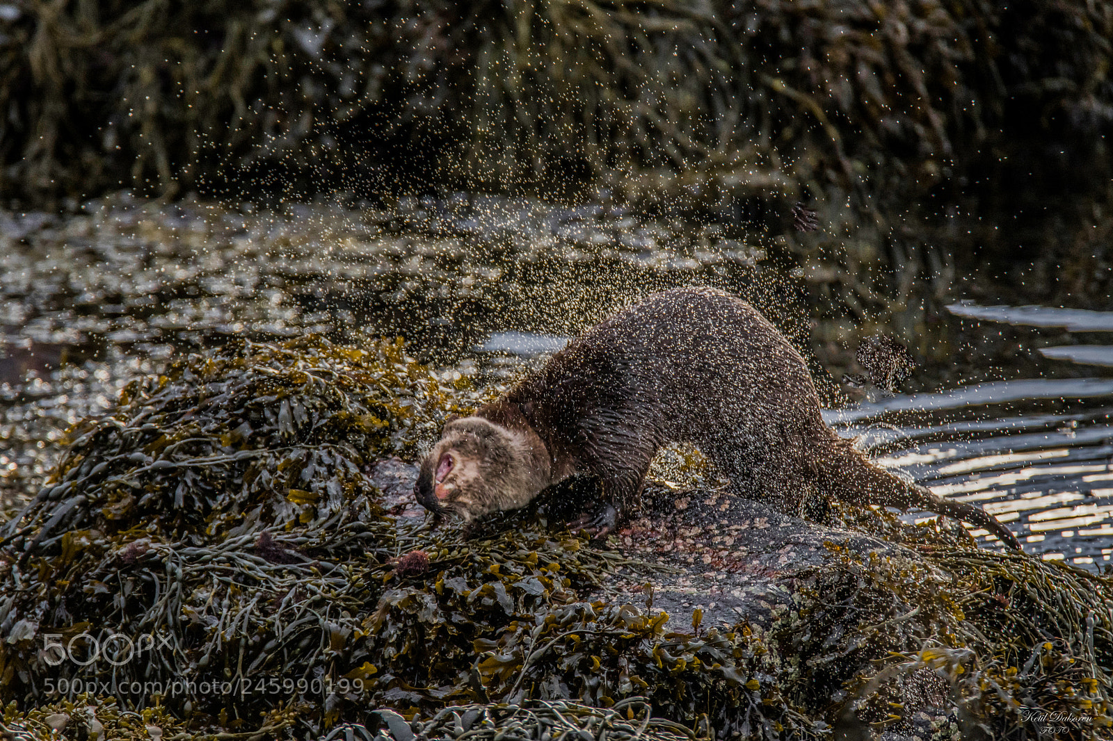 Nikon D500 sample photo. Shaking otter photography