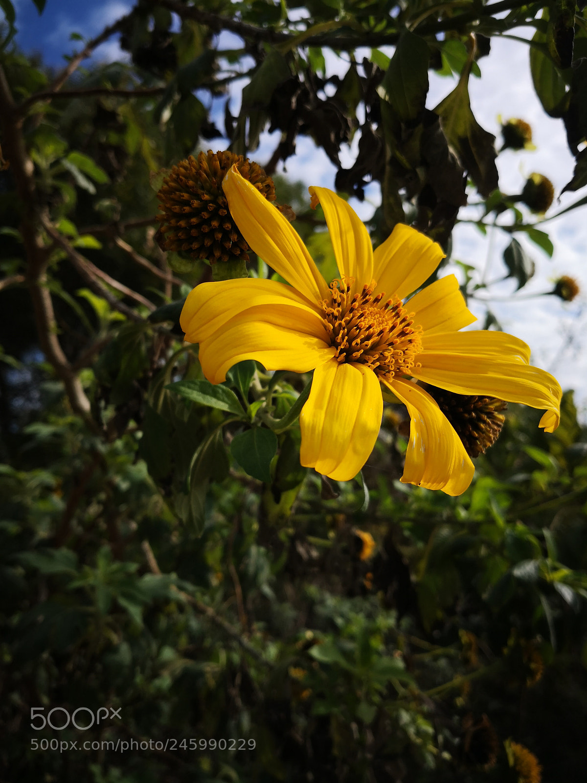 HUAWEI Mate 10 sample photo. Untitled photography