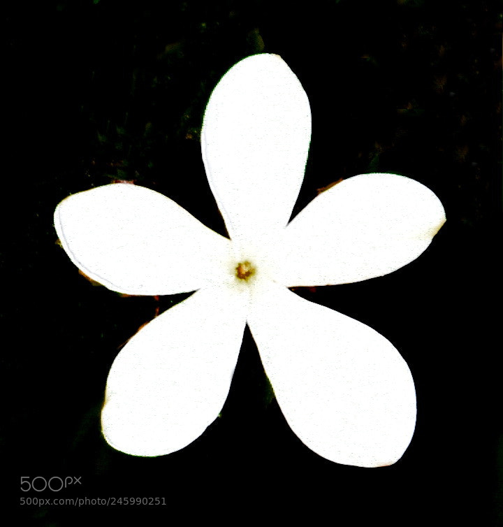 Nikon D7200 sample photo. A star flower photography