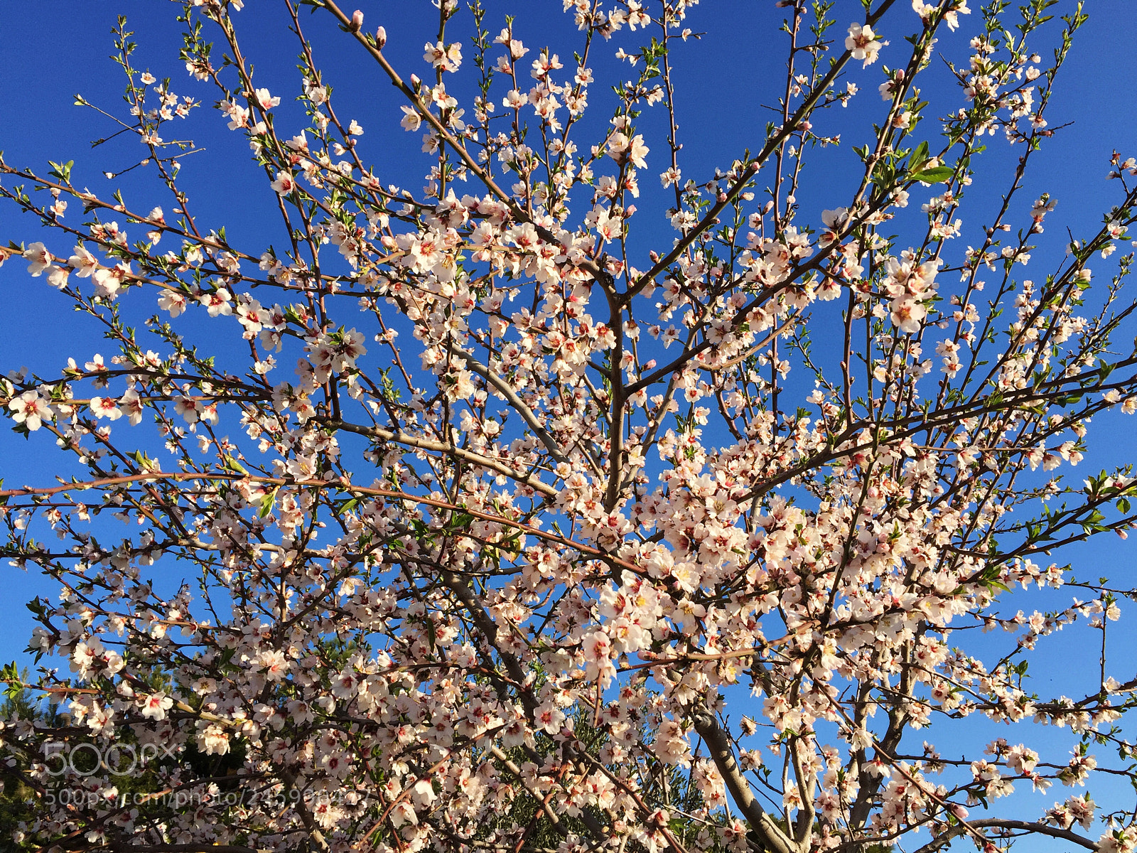 Apple iPhone 6 sample photo. The beauty... photography