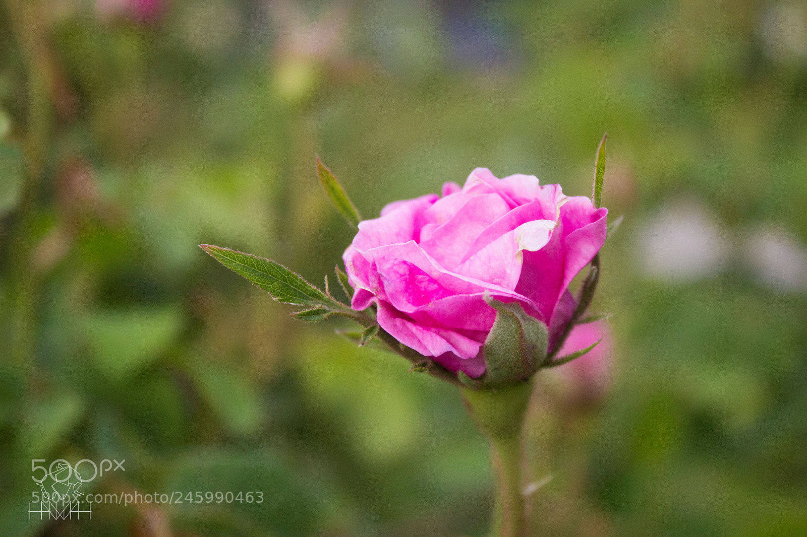 Canon EOS 600D (Rebel EOS T3i / EOS Kiss X5) sample photo. Img photography