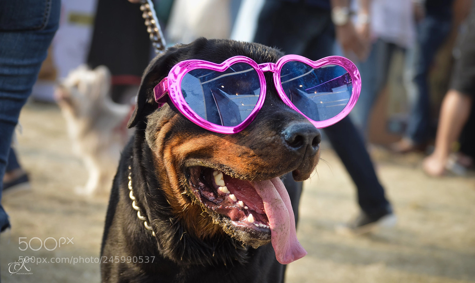 Nikon D3200 sample photo. Crazy lover photography