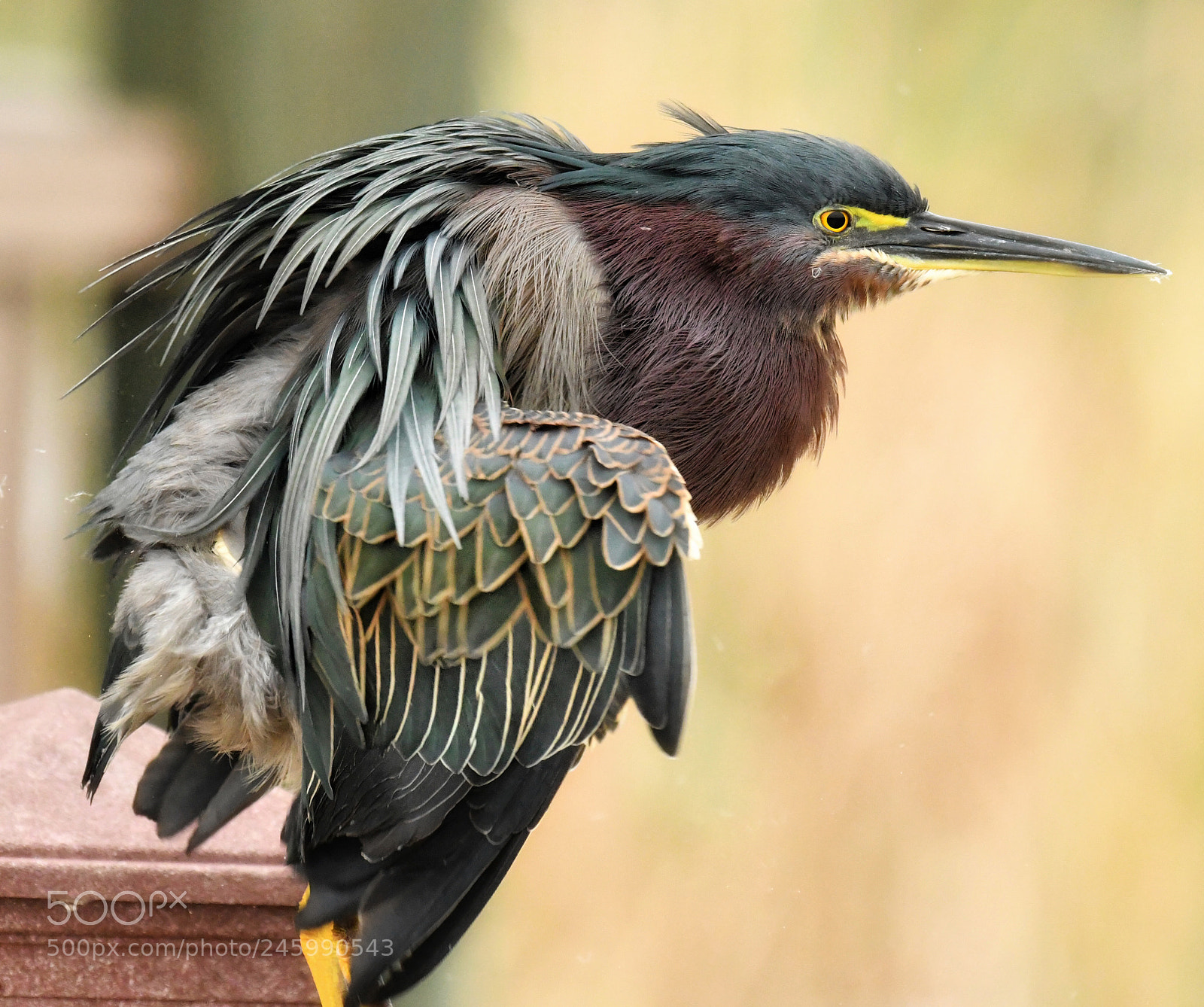 Nikon D500 sample photo. Green heron photography
