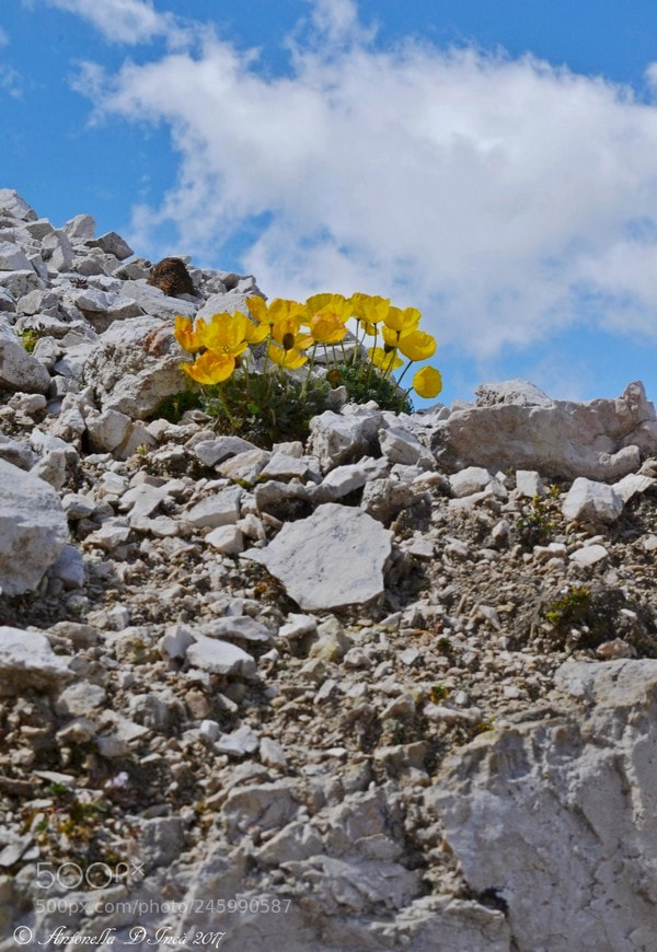 Nikon D3100 sample photo. Yellow poppies photography