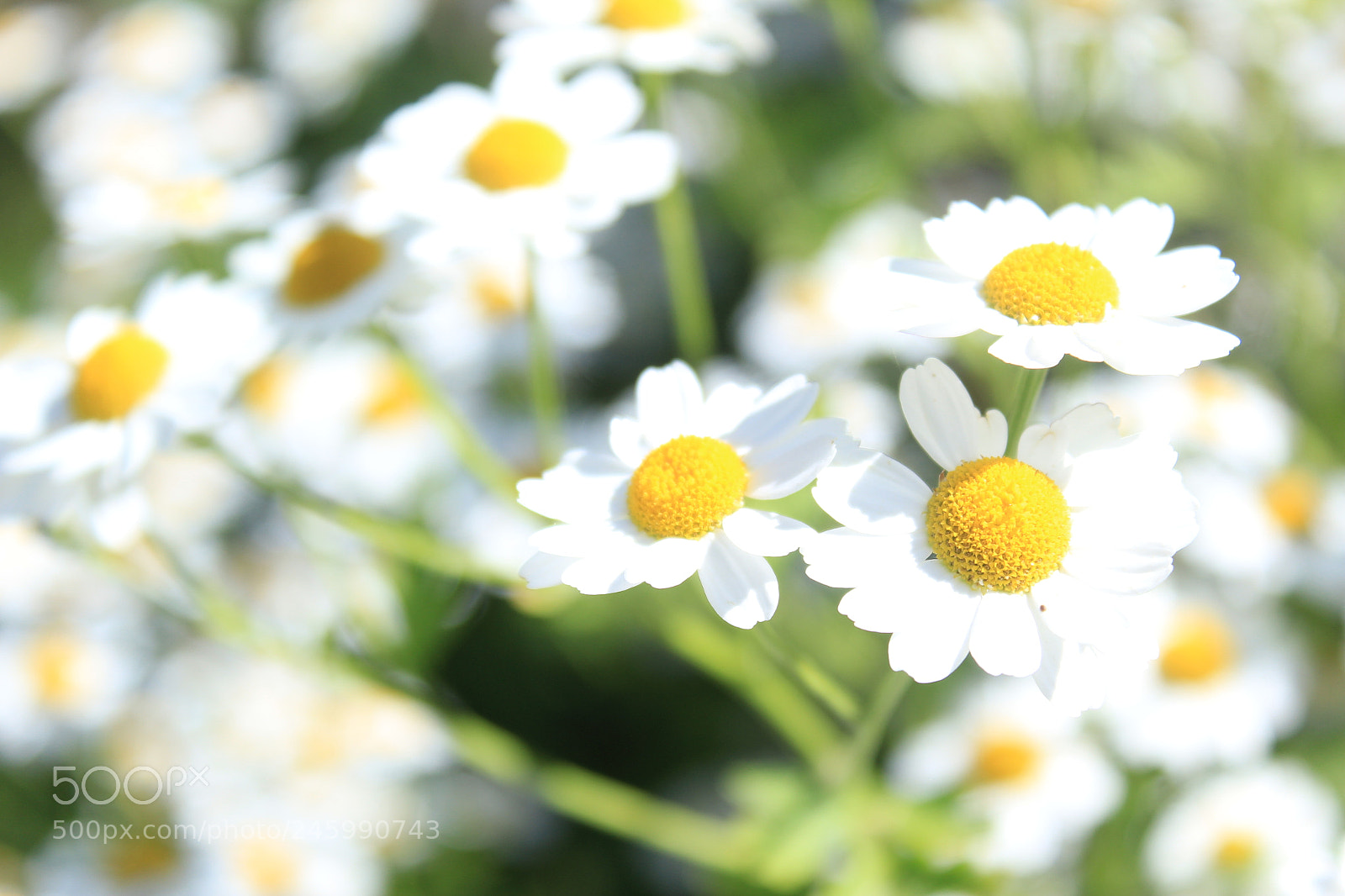 Canon EOS 600D (Rebel EOS T3i / EOS Kiss X5) sample photo. Img photography