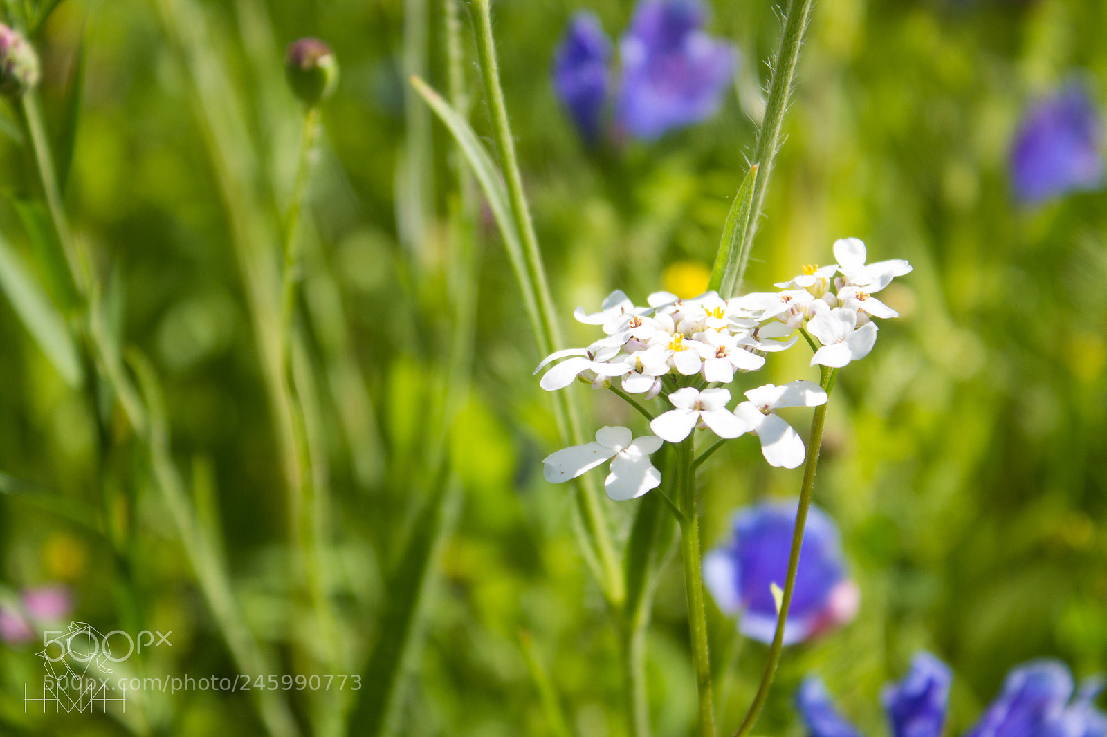 Canon EOS 600D (Rebel EOS T3i / EOS Kiss X5) sample photo. Img photography