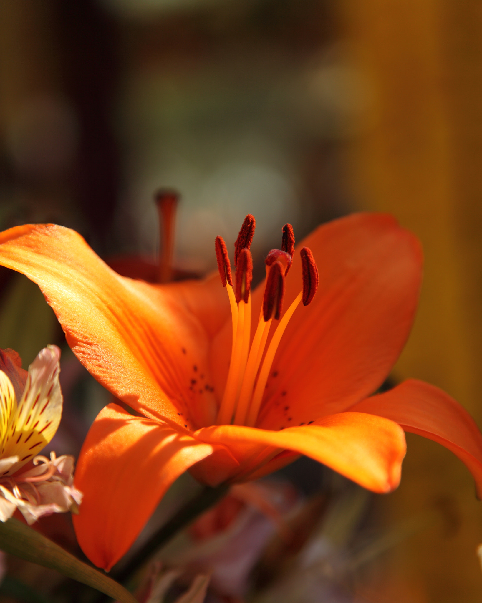 Canon EF 24-105mm F4L IS USM sample photo. Blooming love photography