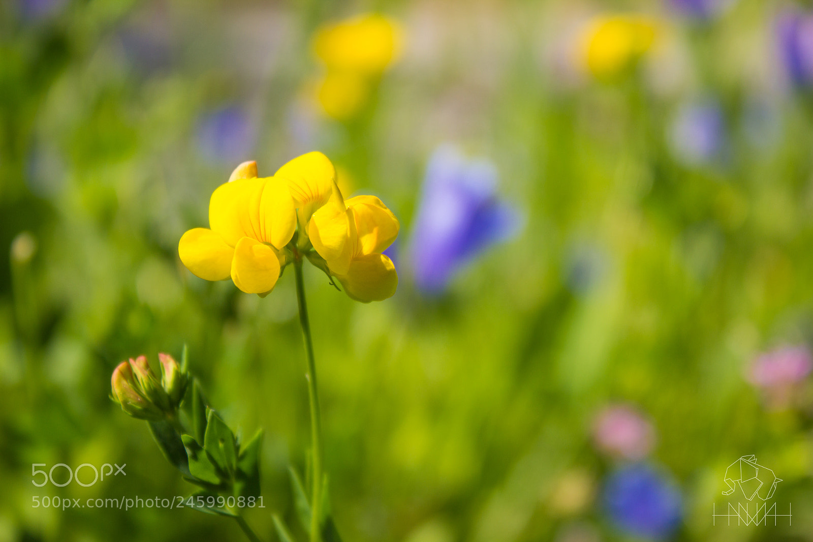 Canon EOS 600D (Rebel EOS T3i / EOS Kiss X5) sample photo. Img photography