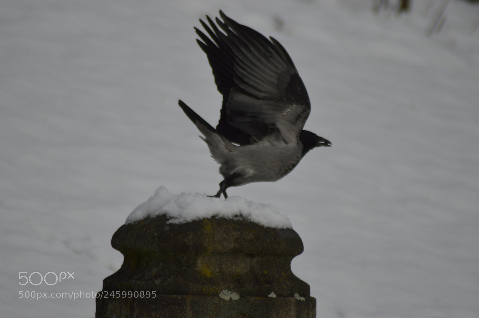 Nikon D3200 sample photo. Crow spreading wings photography