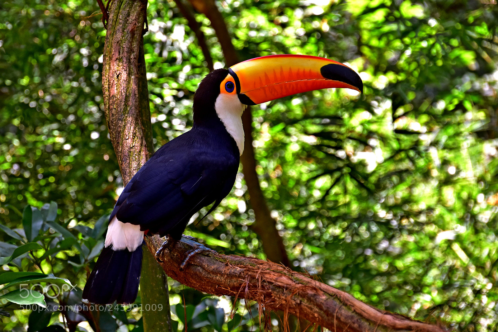 Nikon D3400 sample photo. Tucan photography