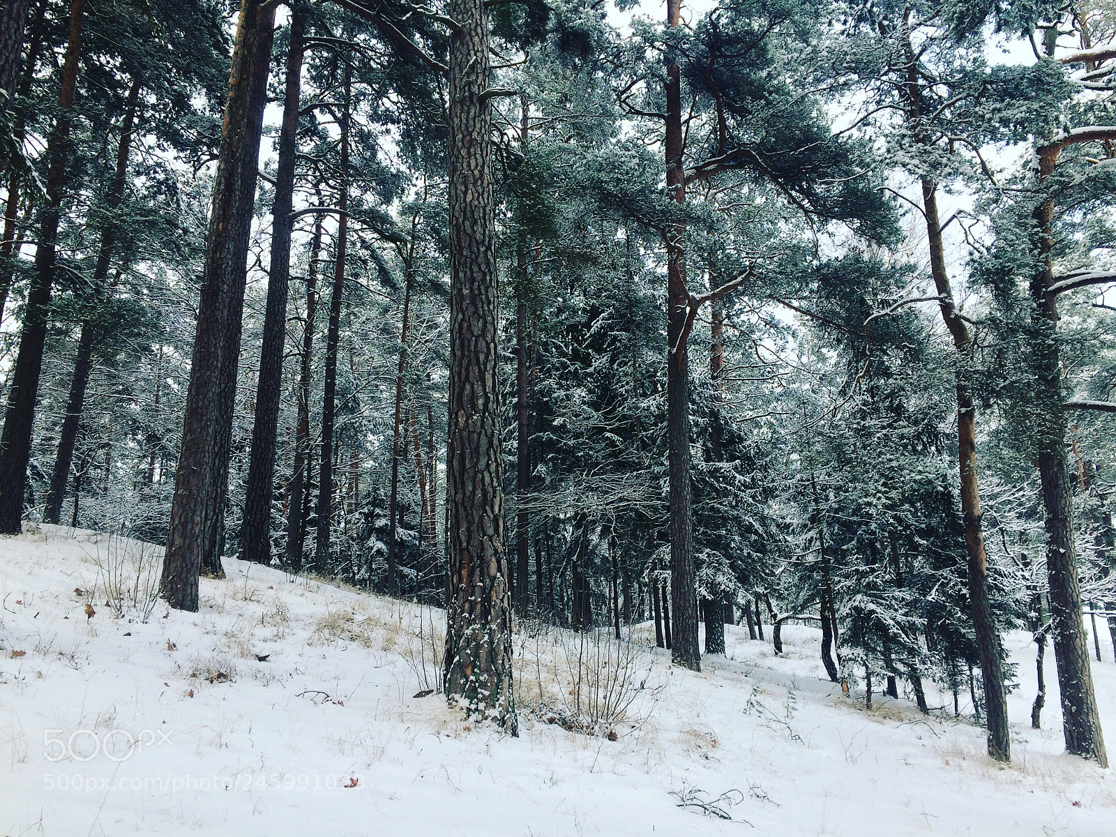Apple iPhone 5s sample photo. Winter photography