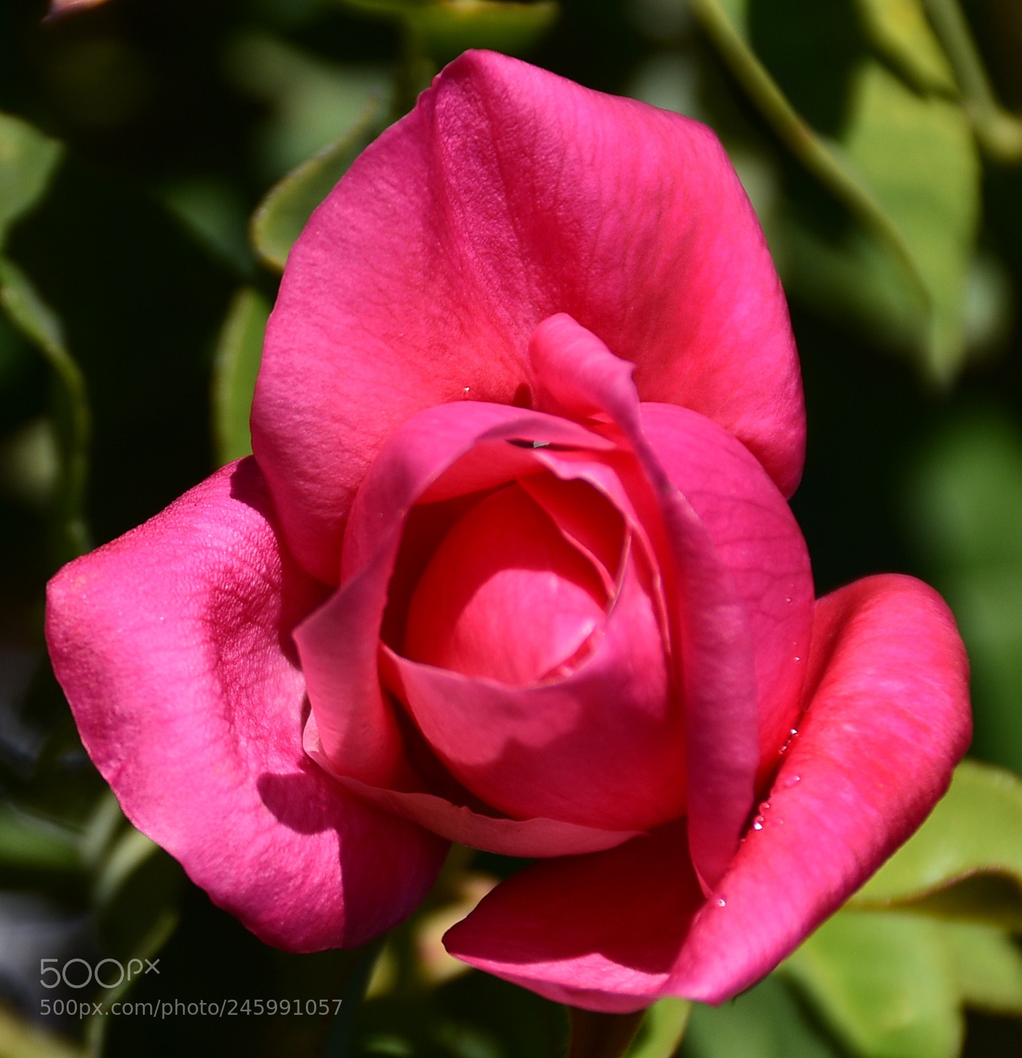 Nikon D7200 sample photo. Pink rose flower photography