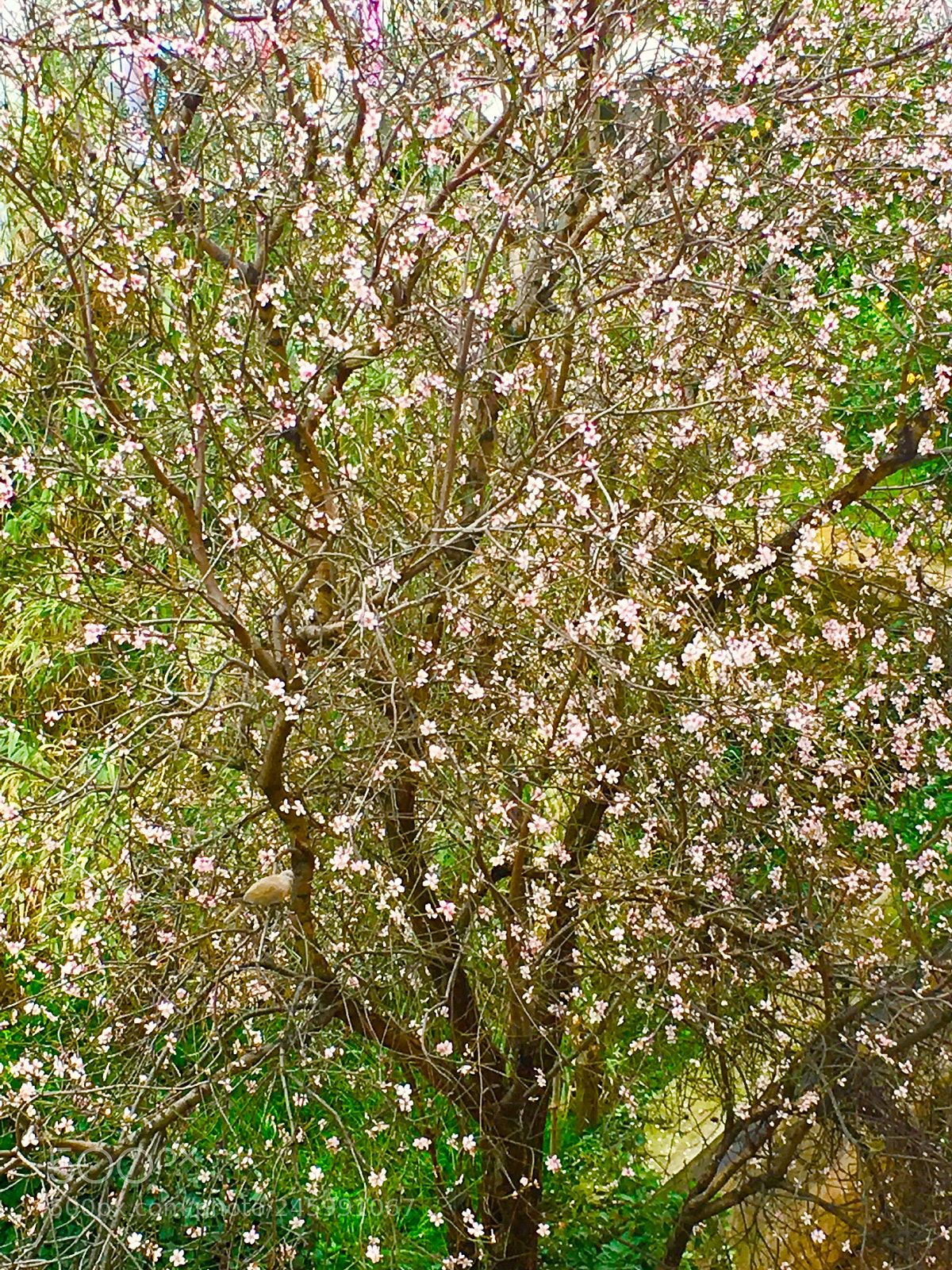 Apple iPhone 6s sample photo. Almond tree blossomed in photography