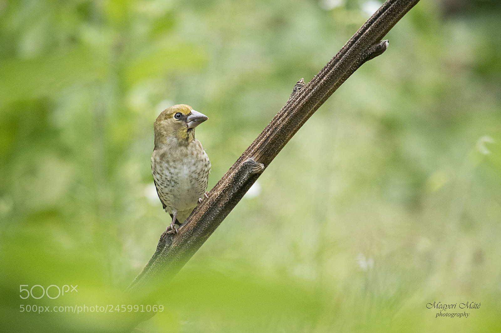 Nikon D500 sample photo. Hawfinch photography