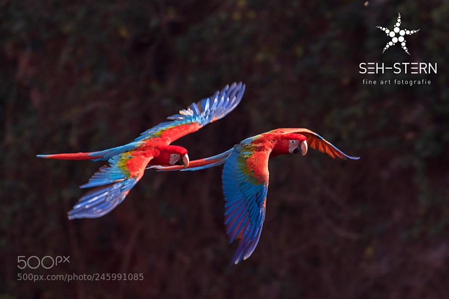 Canon EOS 7D Mark II sample photo. Redgreen macaws photography