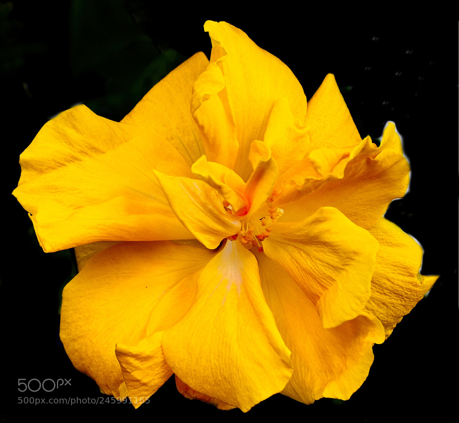 Nikon D7200 sample photo. Gold flower photography
