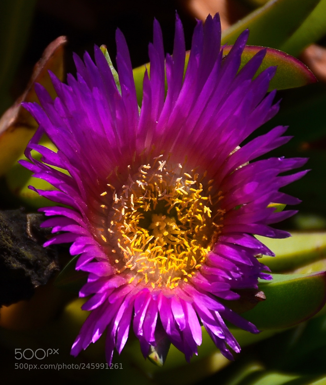 Nikon D7200 sample photo. A purple dandelion flower photography