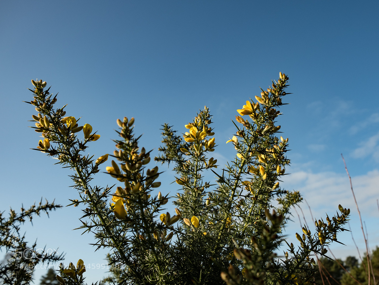 Fujifilm X-T2 sample photo. Winter flowering gorse photography