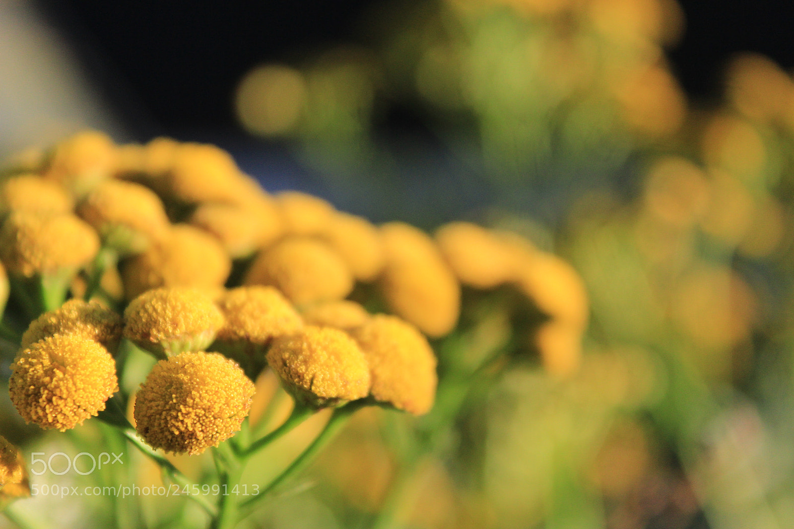 Canon EOS 600D (Rebel EOS T3i / EOS Kiss X5) sample photo. Img photography