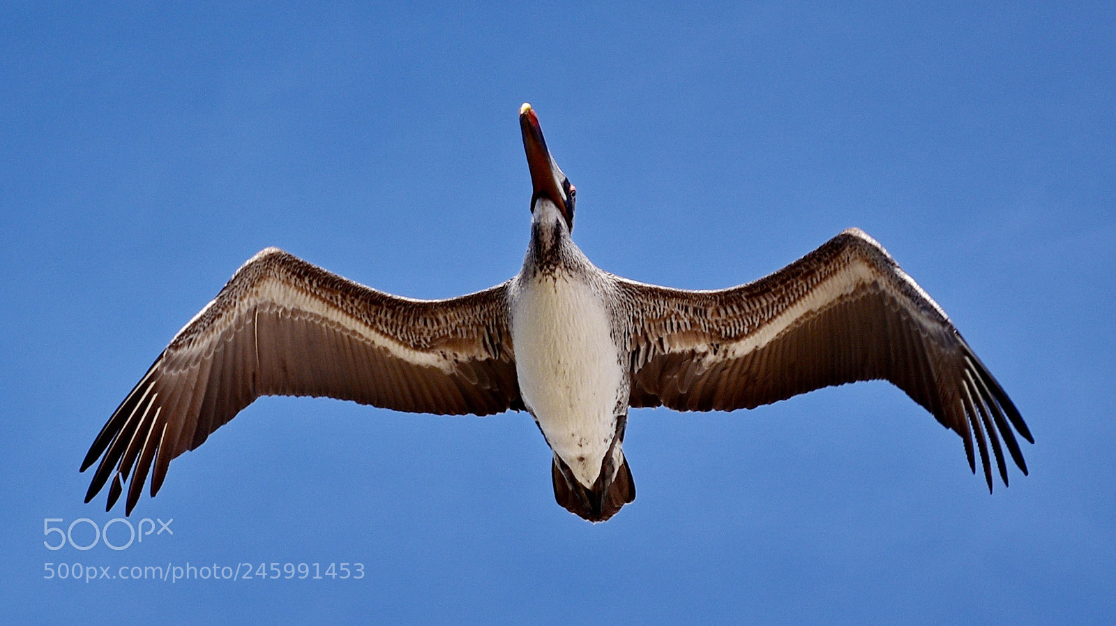 Nikon D7200 sample photo. Pelican flying across the photography