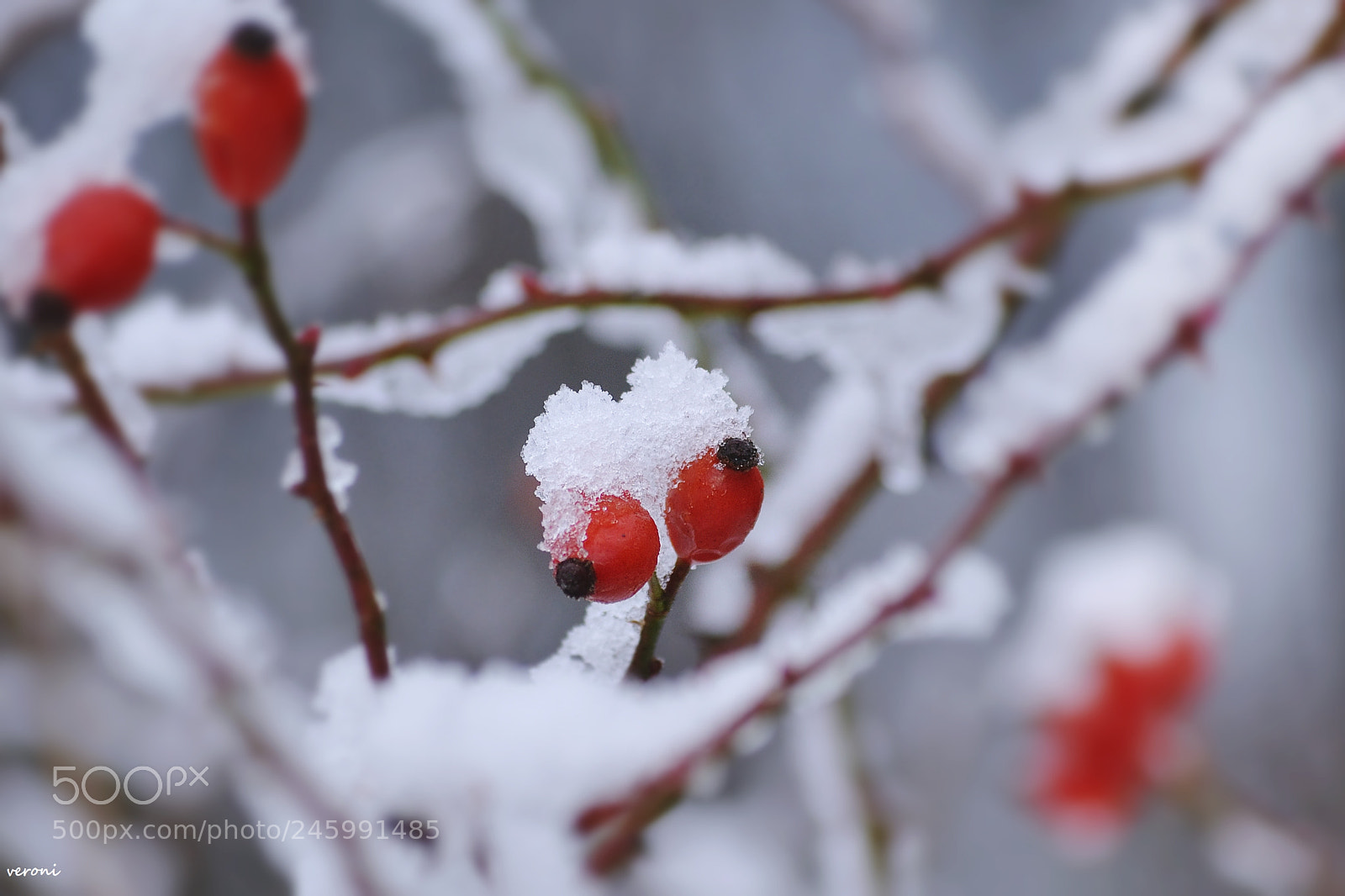 Nikon D3100 sample photo. Red&white photography