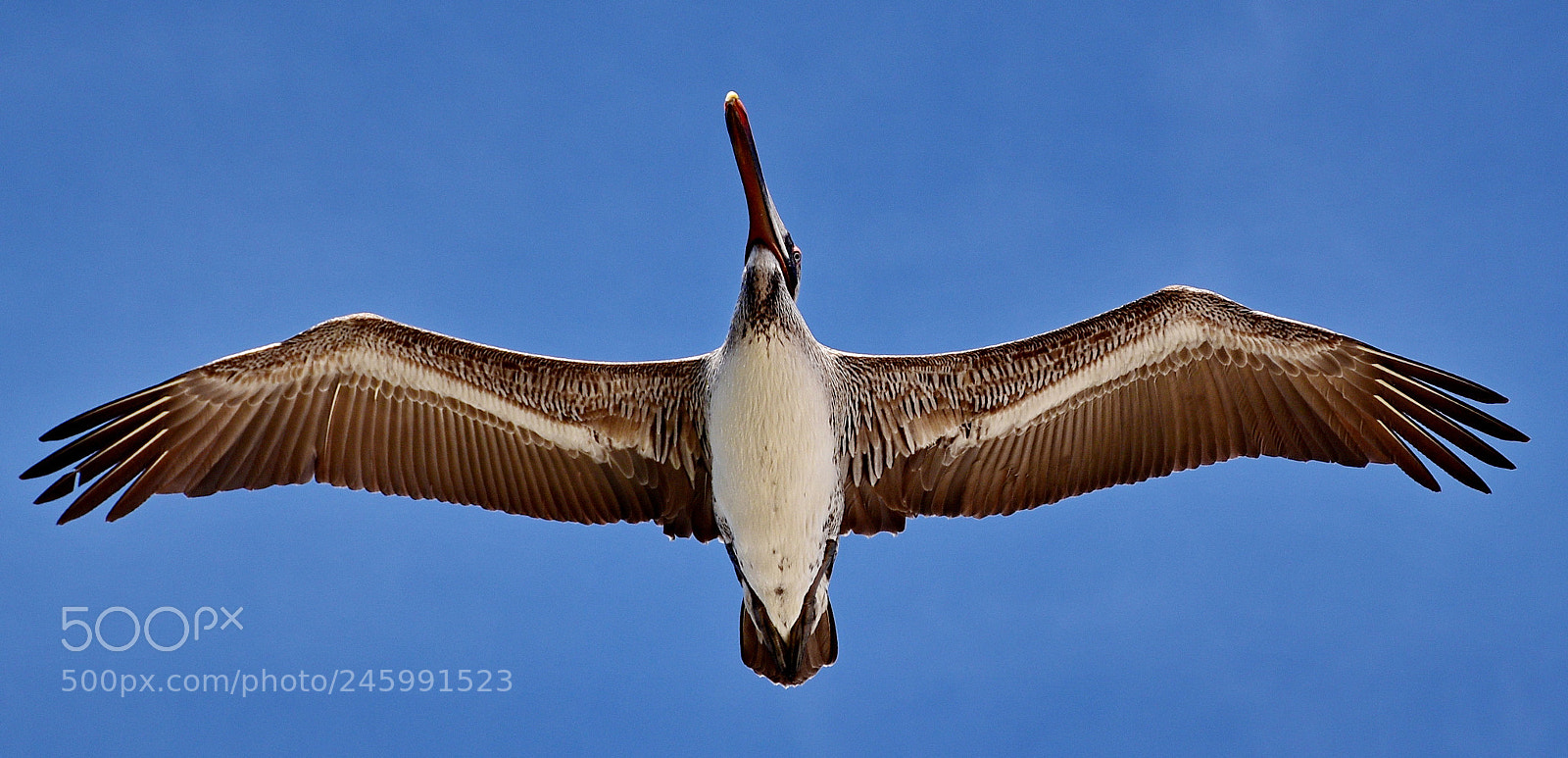 Nikon D7200 sample photo. Pelican flying across the photography