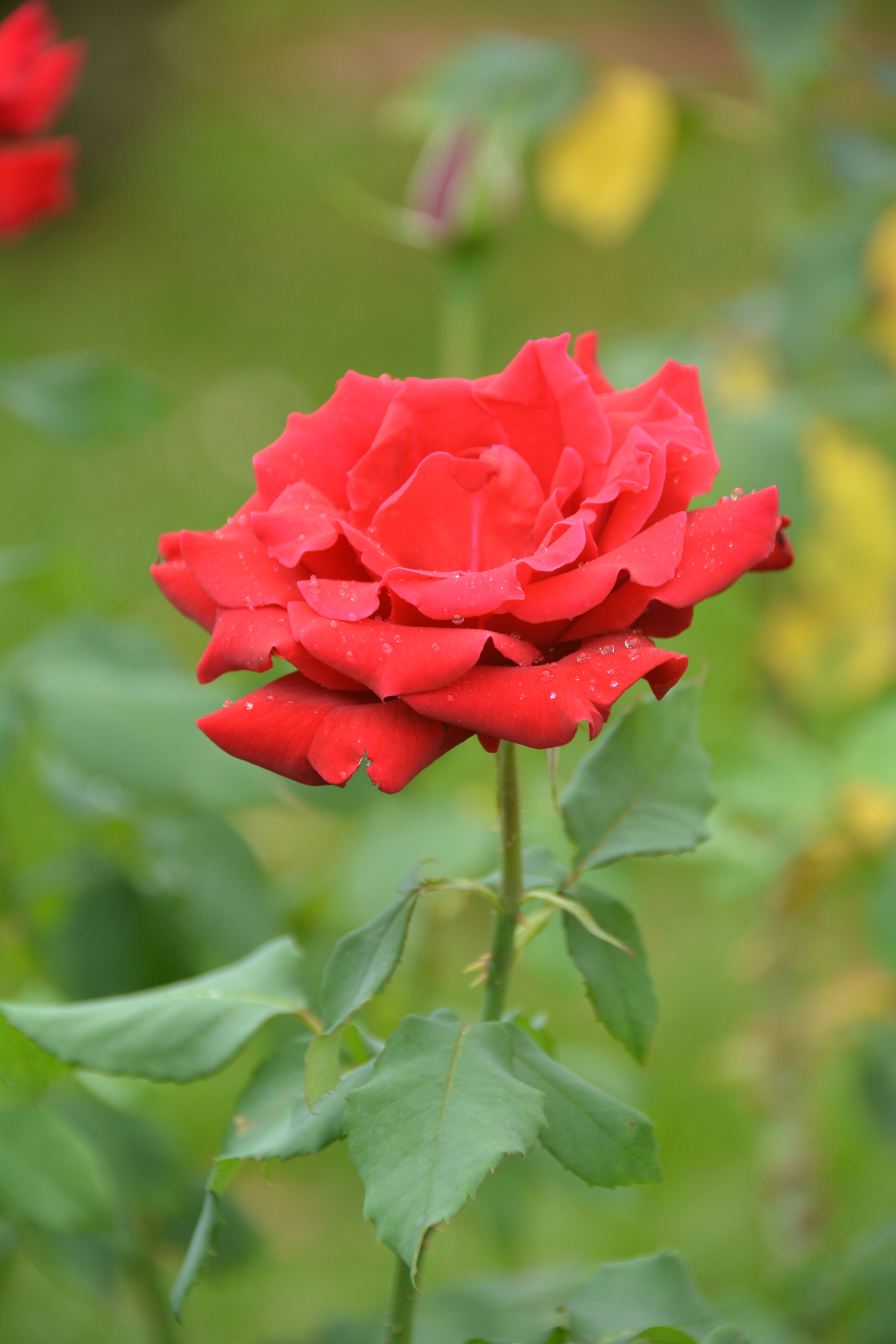 Sigma 18-250mm F3.5-6.3 DC Macro OS HSM sample photo. Roses are red... photography