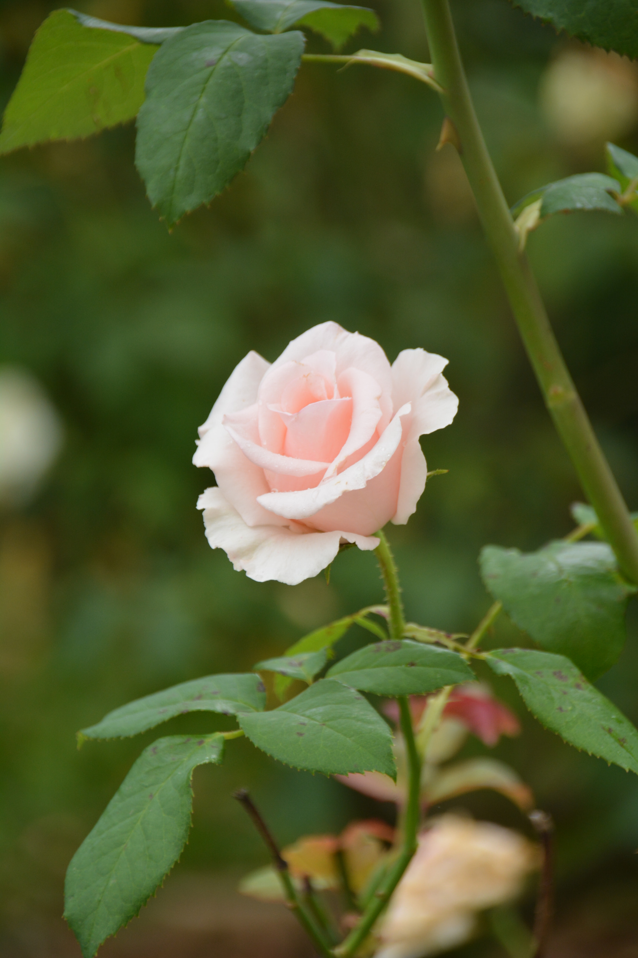 Nikon D5200 + Sigma 18-250mm F3.5-6.3 DC Macro OS HSM sample photo. Rose photography