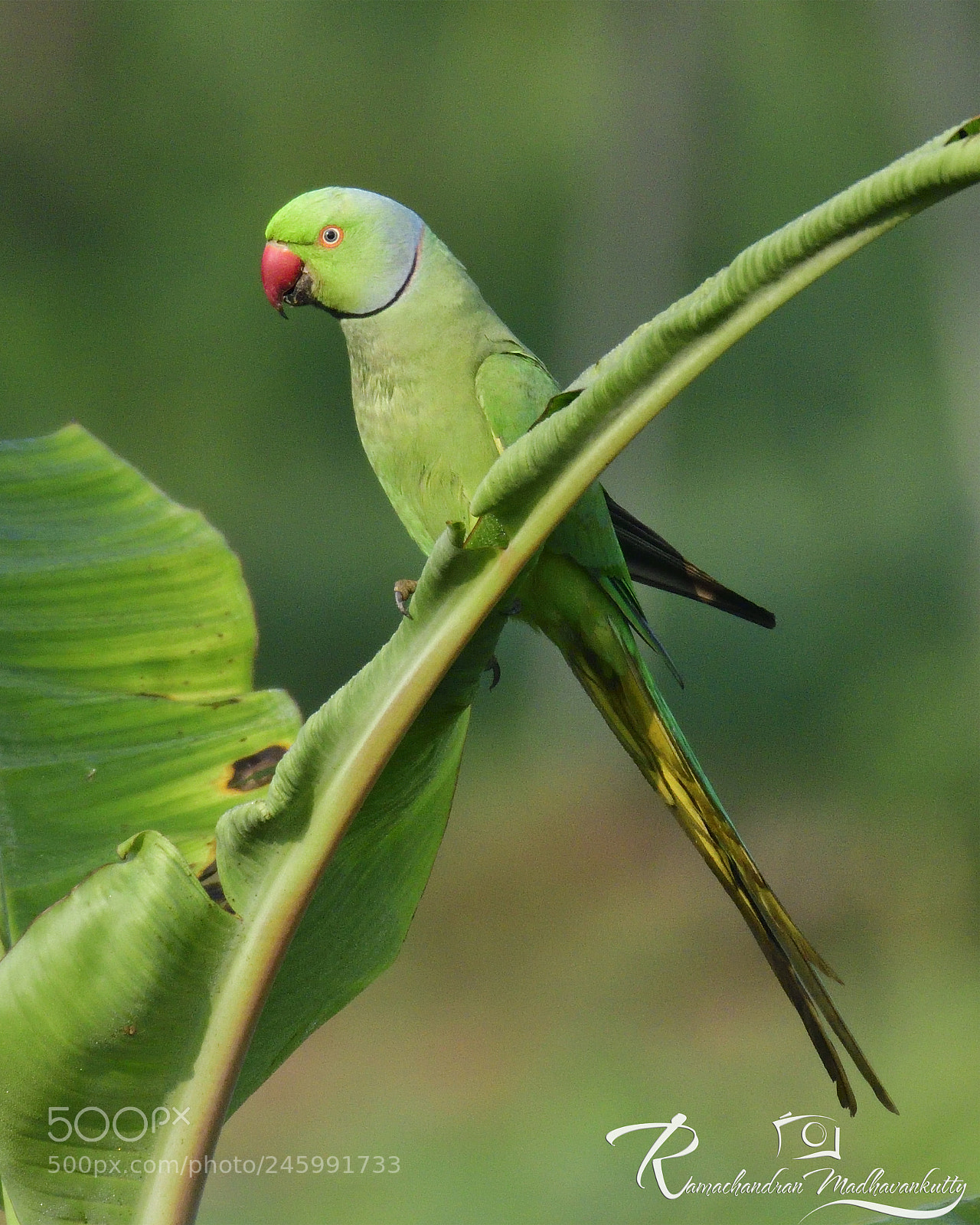Nikon D500 sample photo. Rose-ringed parakeet photography