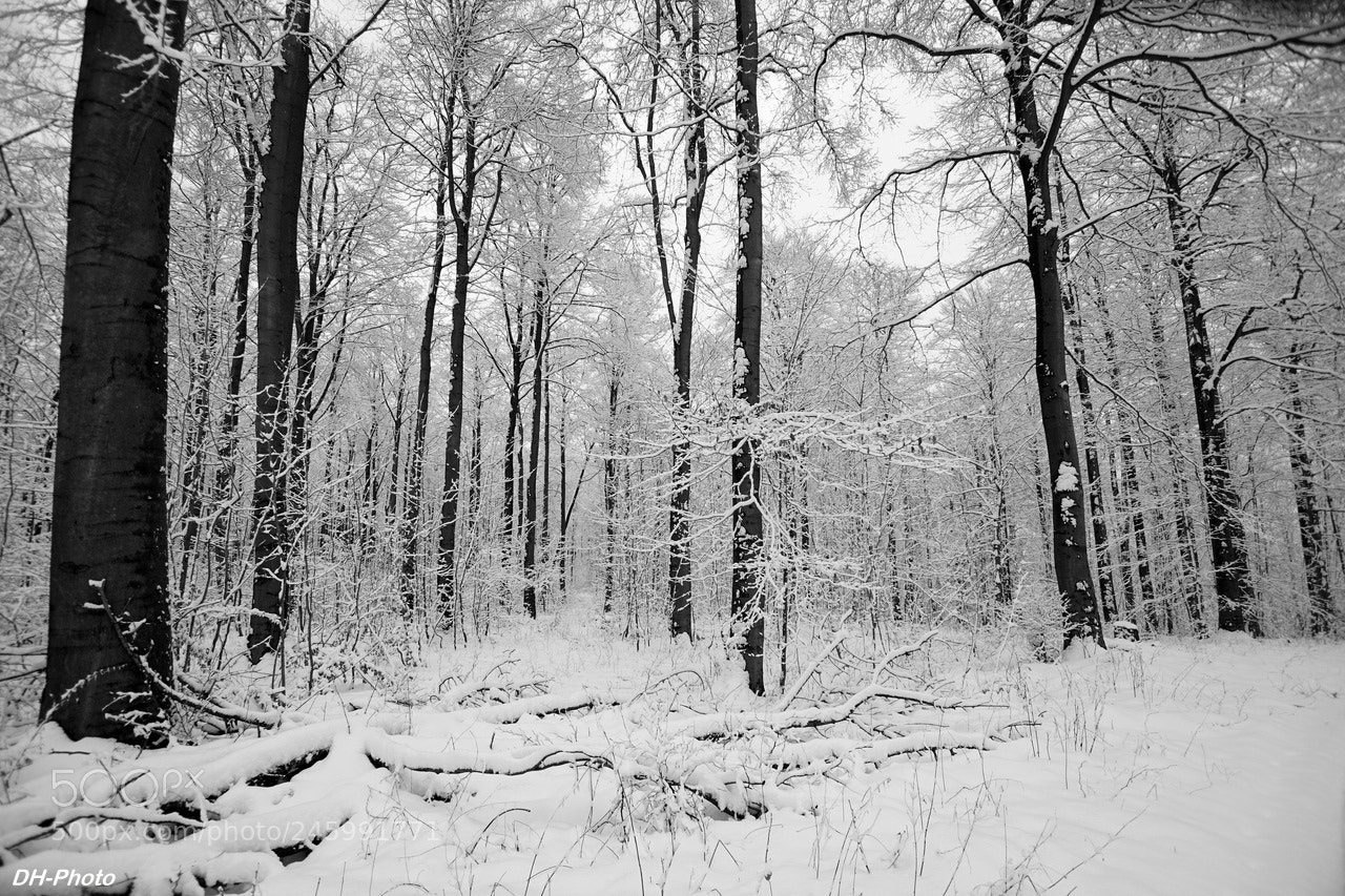 Sony ILCA-77M2 sample photo. Winter woodlands_05 photography