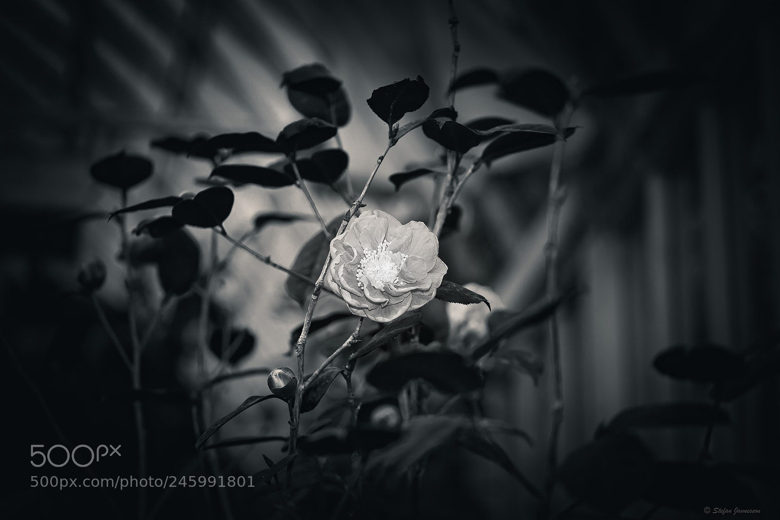 Canon EOS 5DS R sample photo. Hard hearts photography