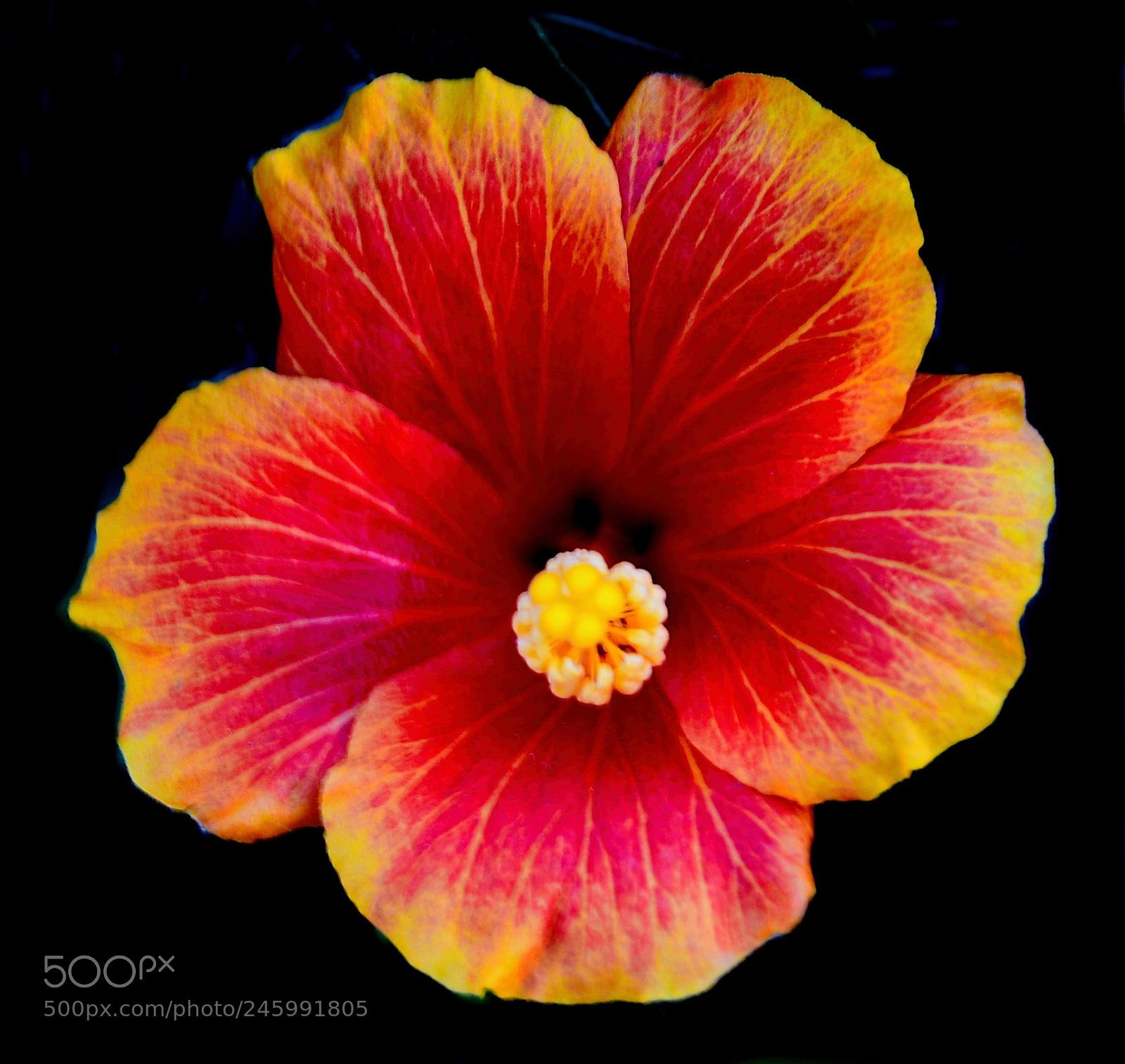 Nikon D7200 sample photo. Orange and red flower photography