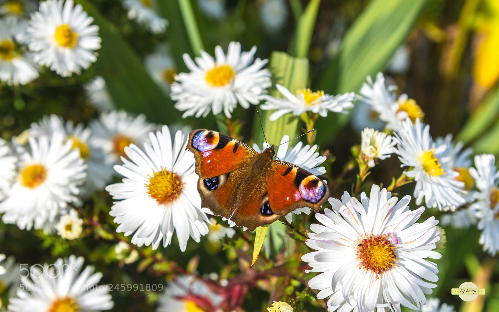 Nikon D7200 sample photo. Schillernd photography