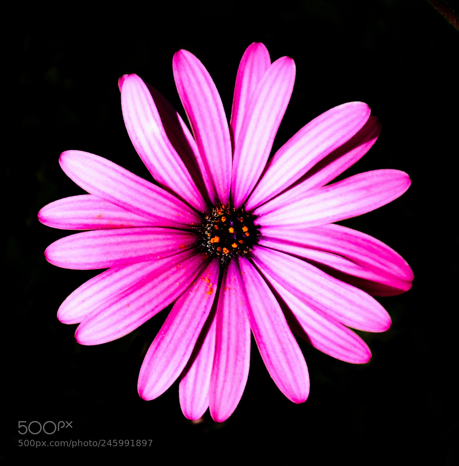Nikon D7200 sample photo. Purple daisy flower photography