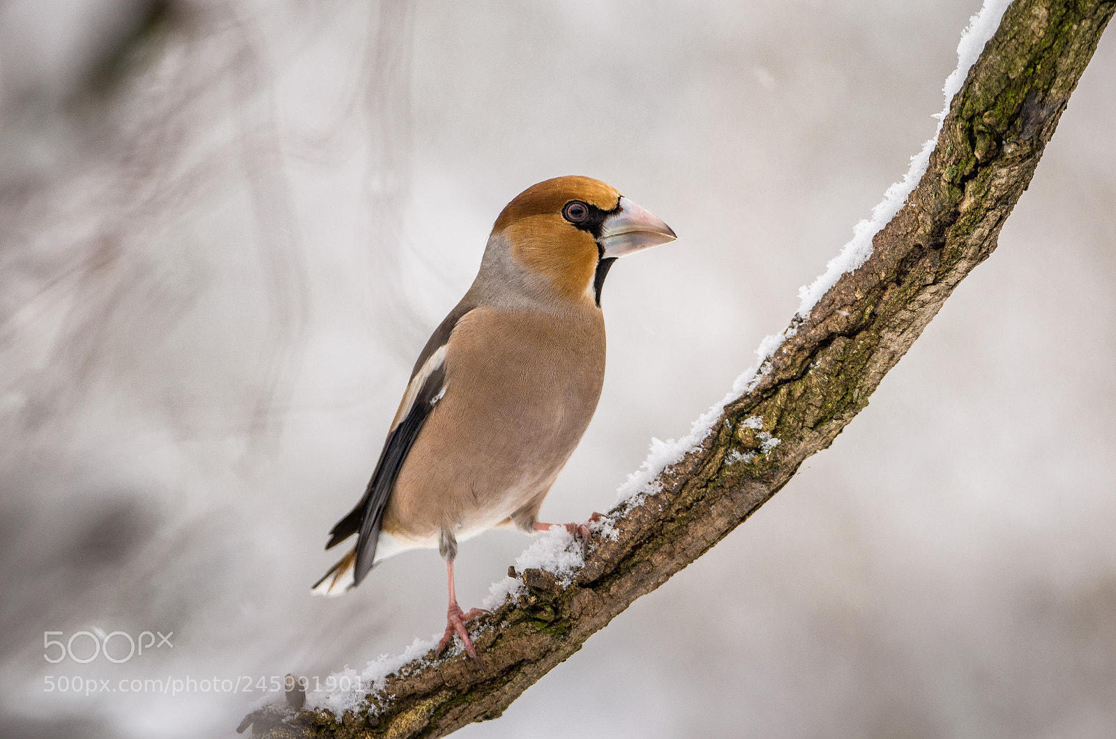 Nikon D5100 sample photo. Hawfinch photography