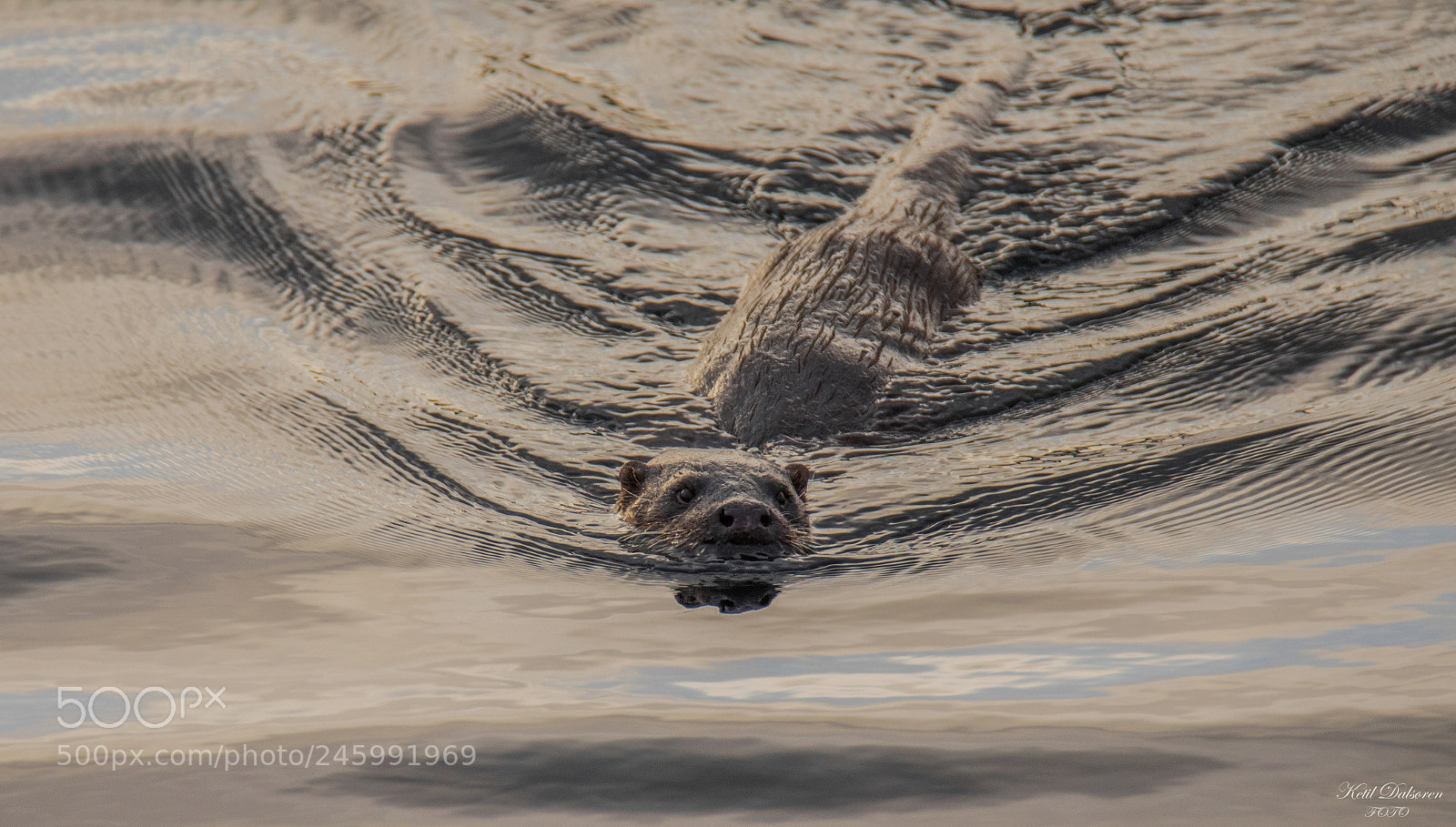 Nikon D500 sample photo. Otter in water photography