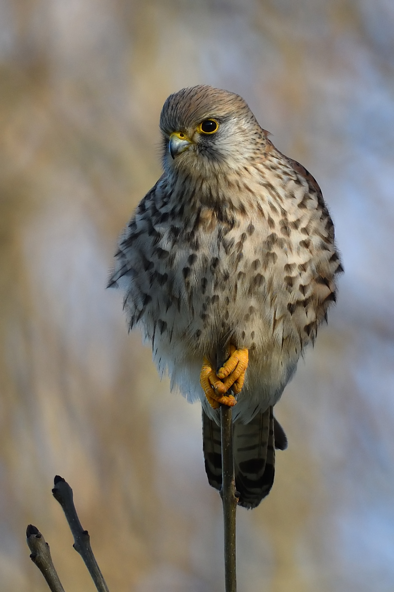 Nikon AF-S Nikkor 500mm F4E FL ED VR sample photo. Falco tinnunculus photography