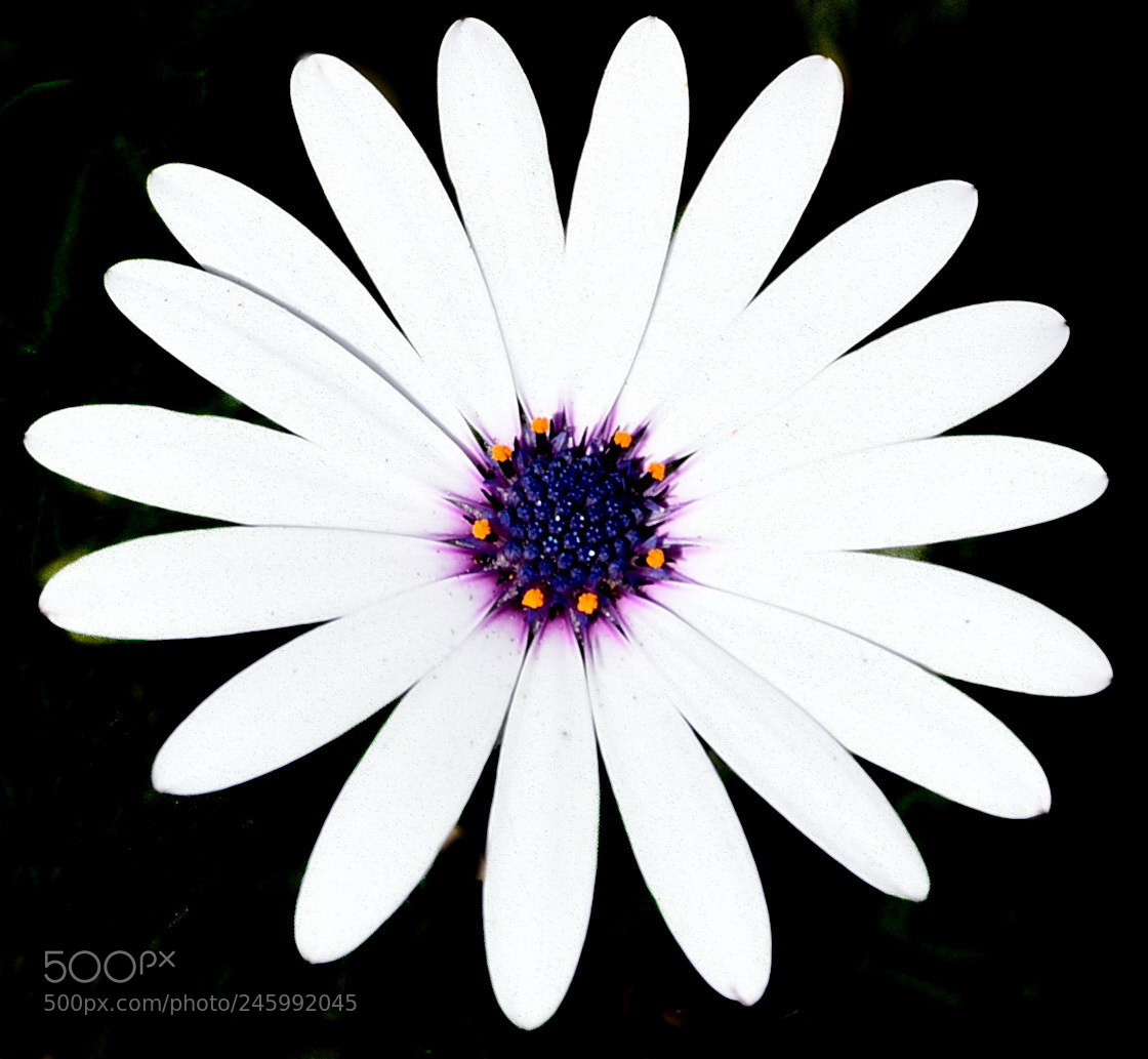 Nikon D7200 sample photo. A white and purple photography