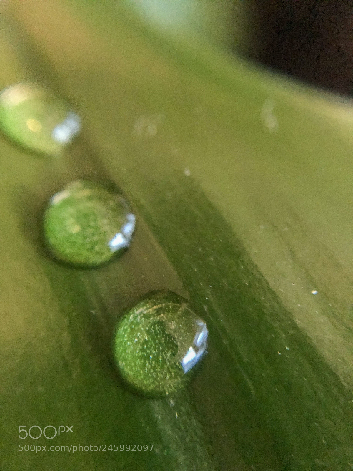 Apple iPhone 8 sample photo. Waterdrops photography