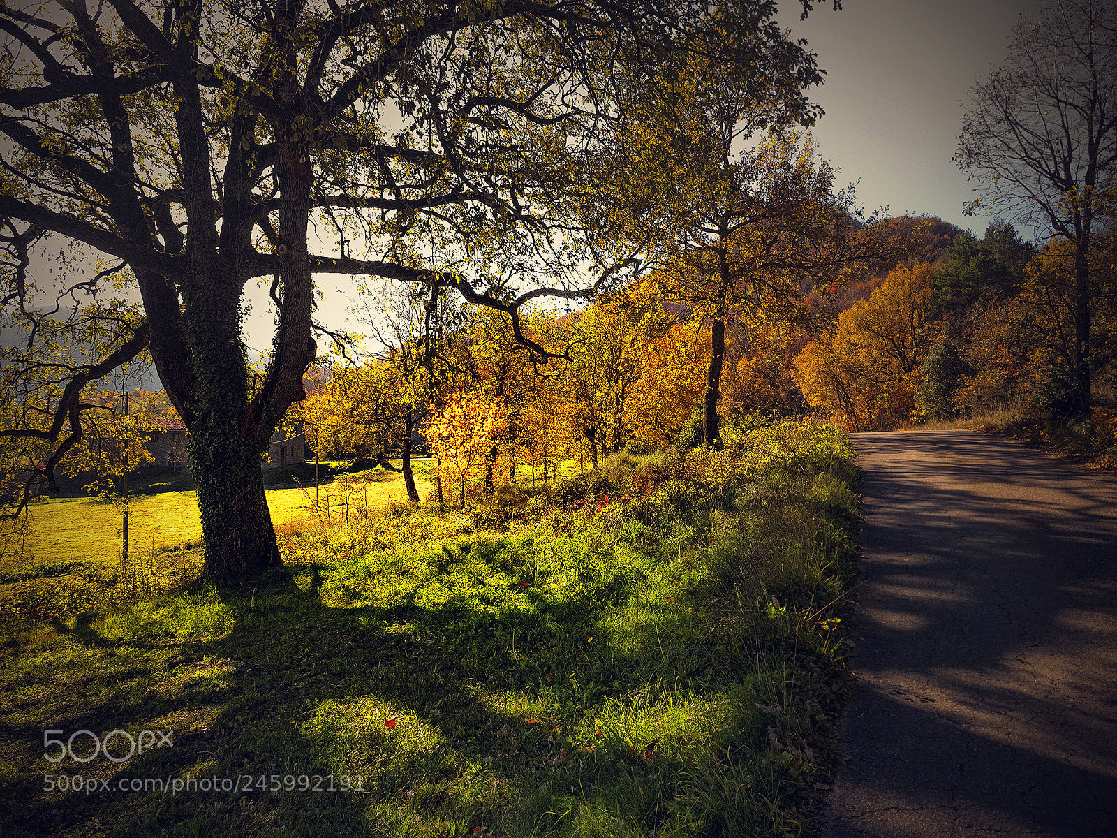 Olympus OM-D E-M5 II sample photo. Autumn photography