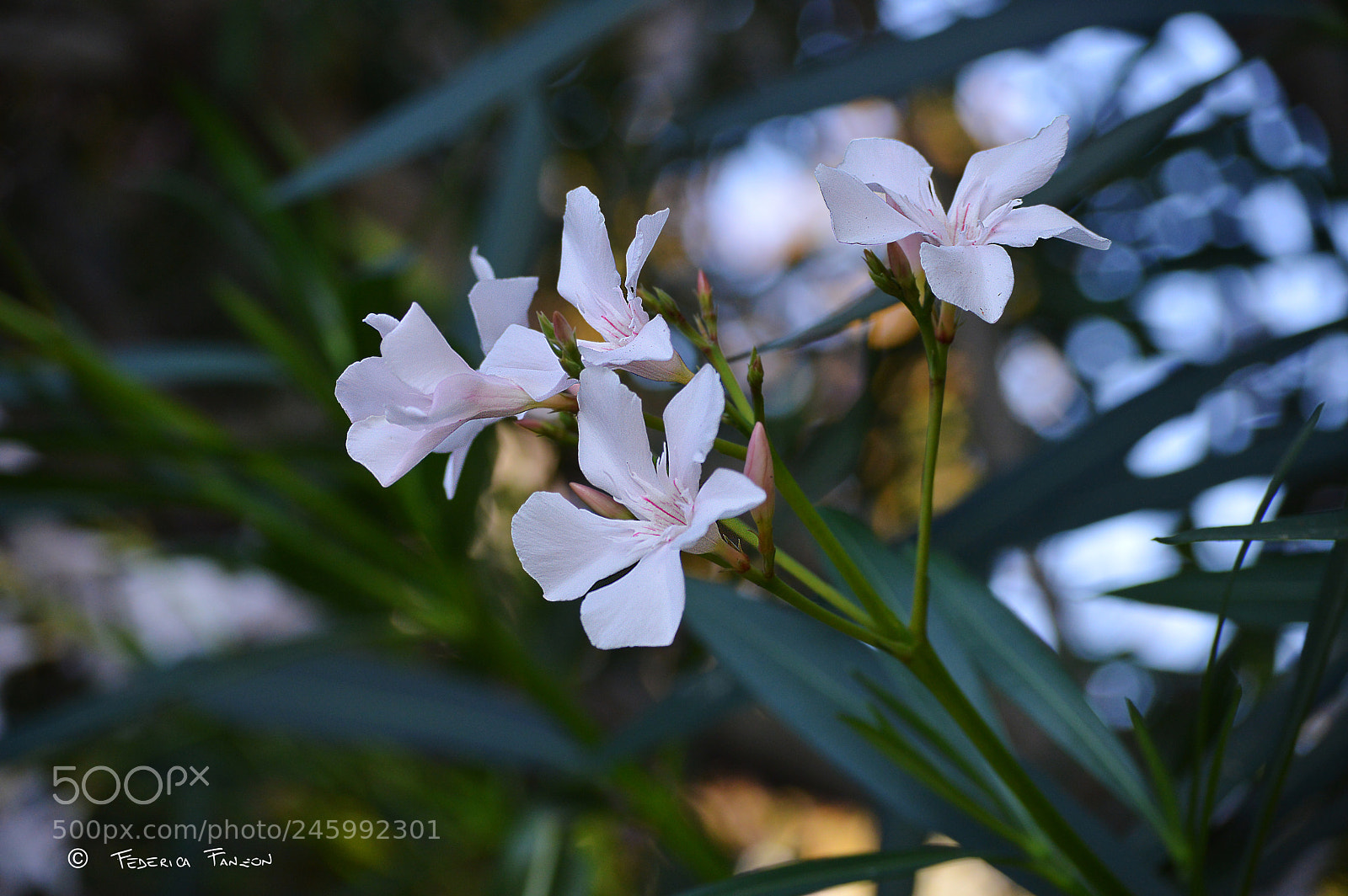 Nikon D3200 sample photo. P u r e photography