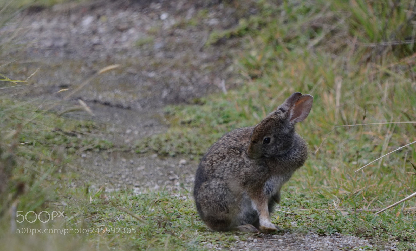 Nikon D7100 sample photo. Wild rabbit photography