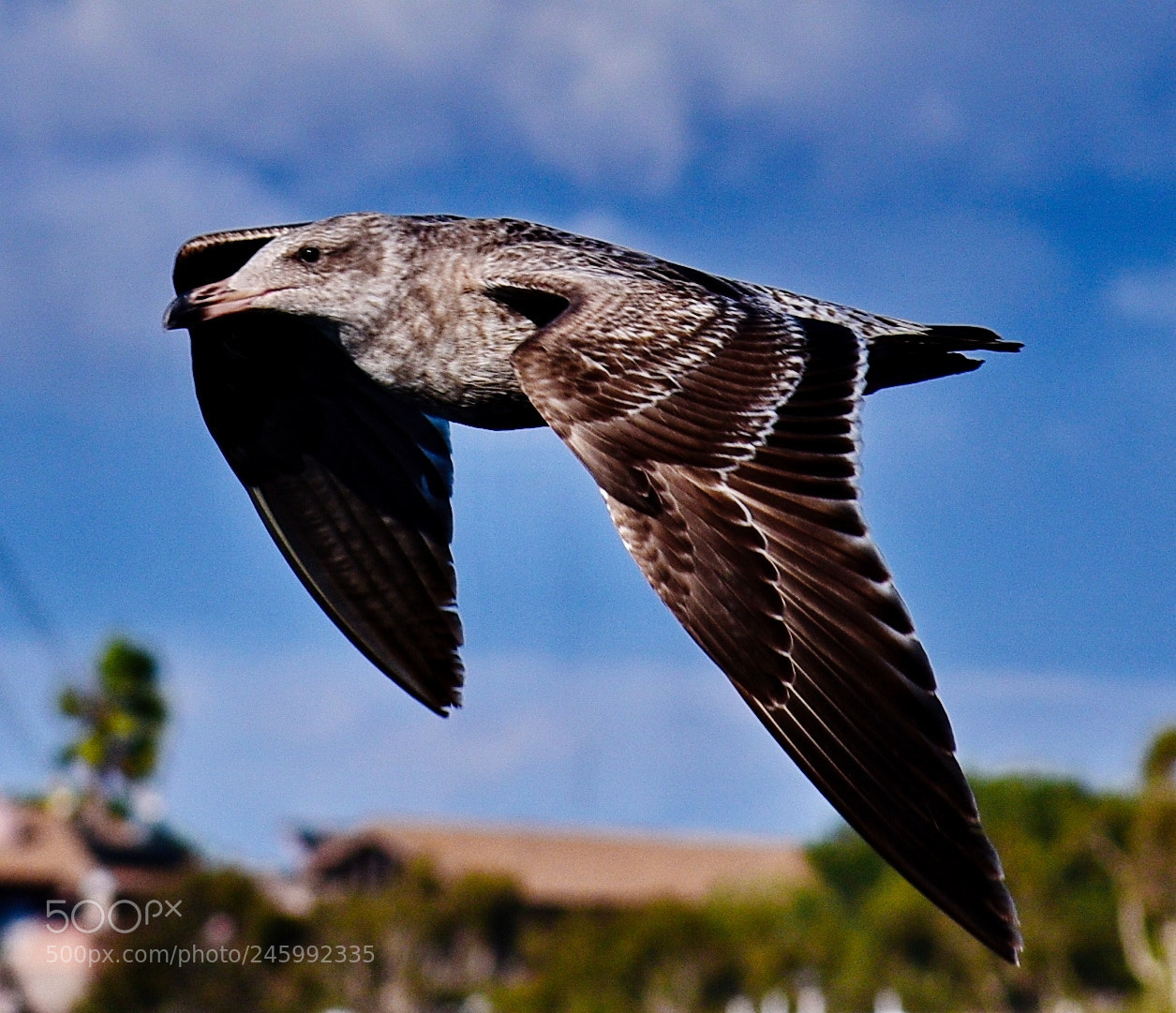 Nikon D7200 sample photo. Grey seagull flying across photography