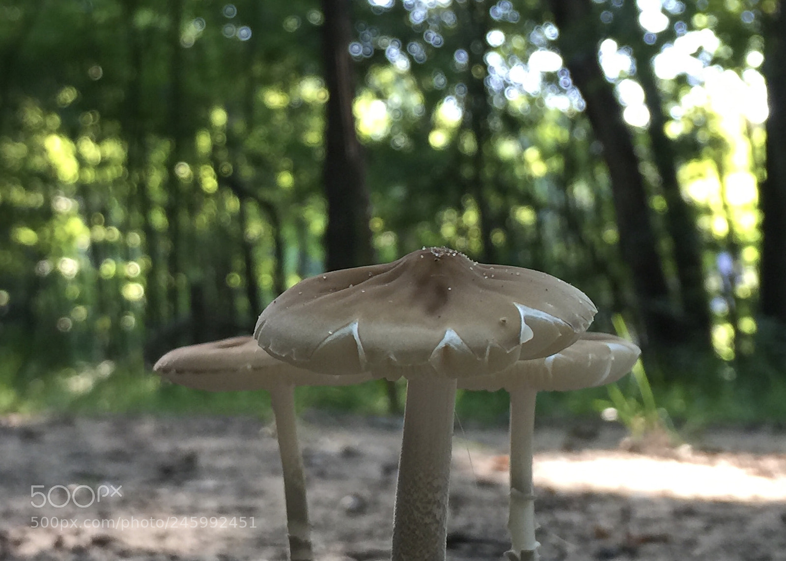 Apple iPhone 6 Plus sample photo. I love mushrooms, they photography