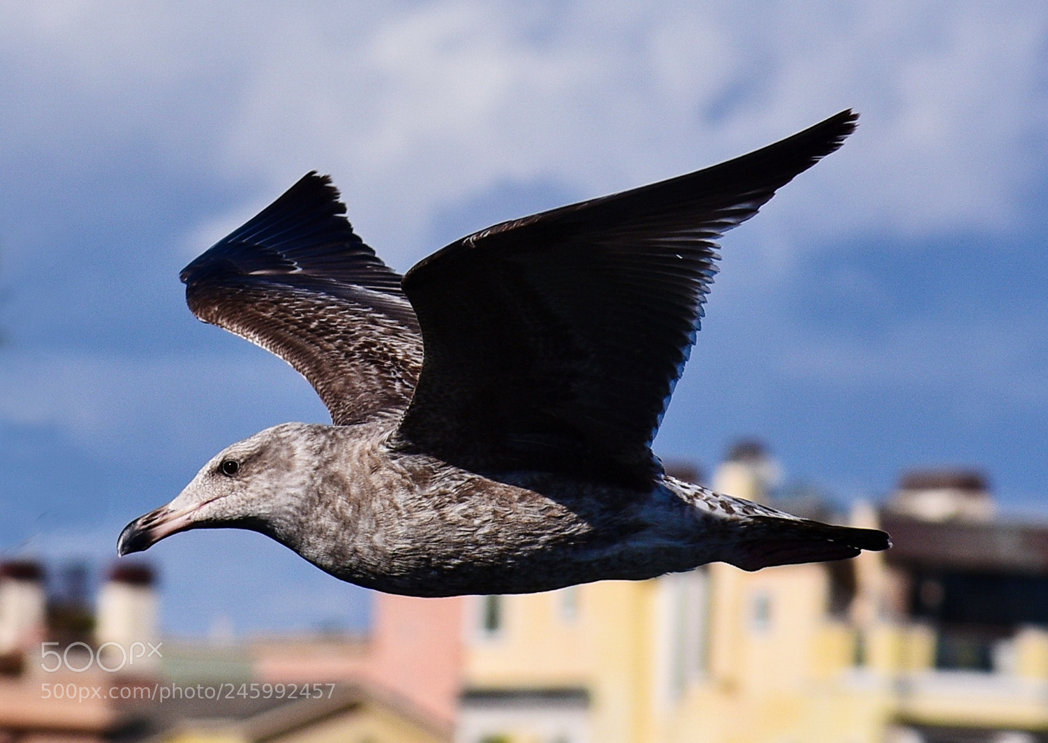 Nikon D7200 sample photo. Grey seagull flying across photography